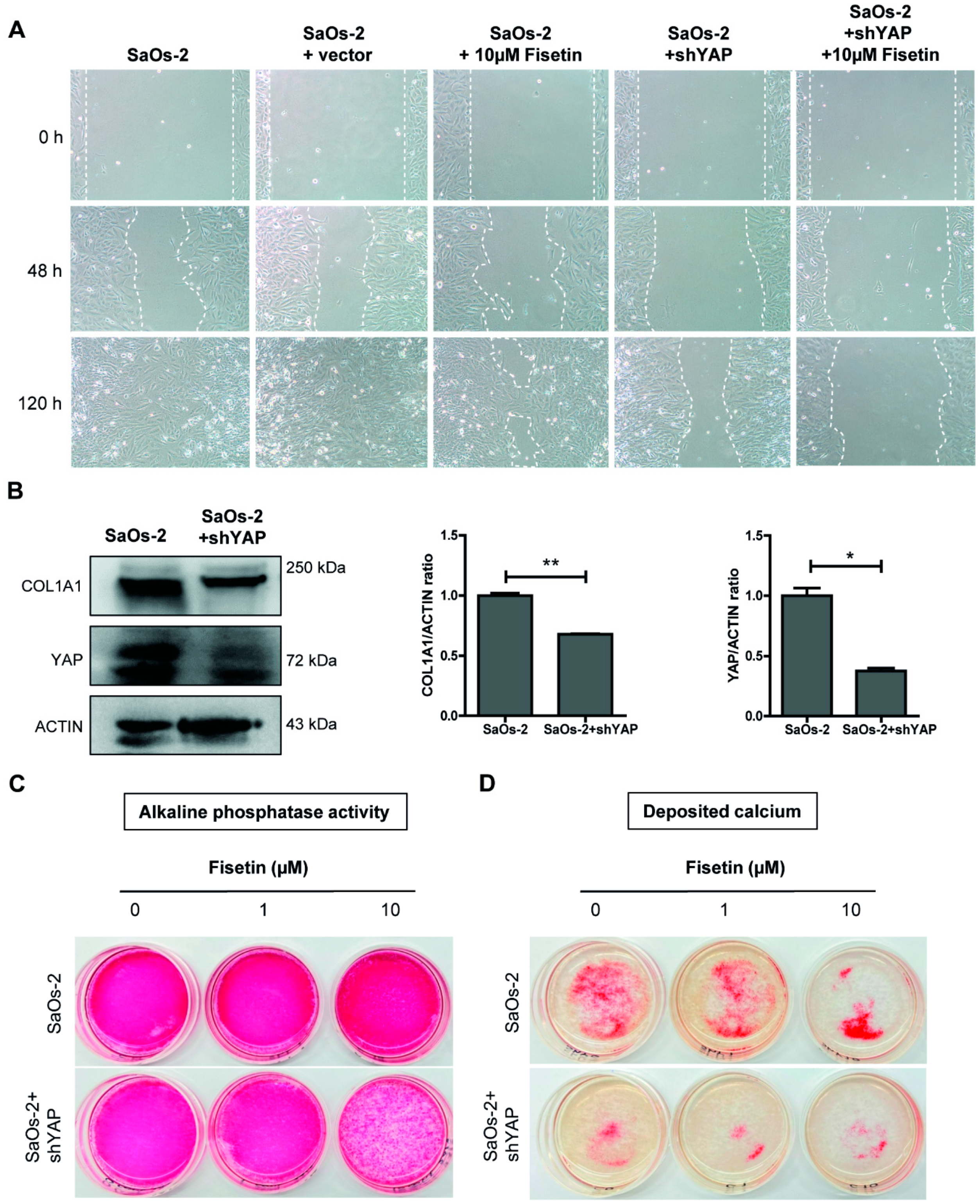 Antioxidants 10 00879 g005