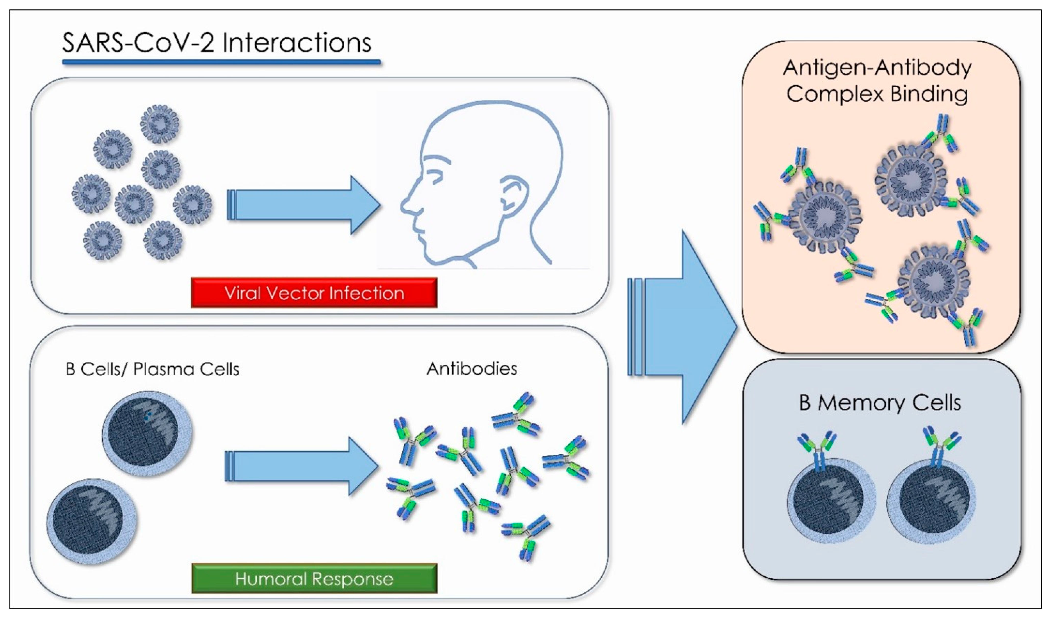 Antioxidants 10 00881 g004