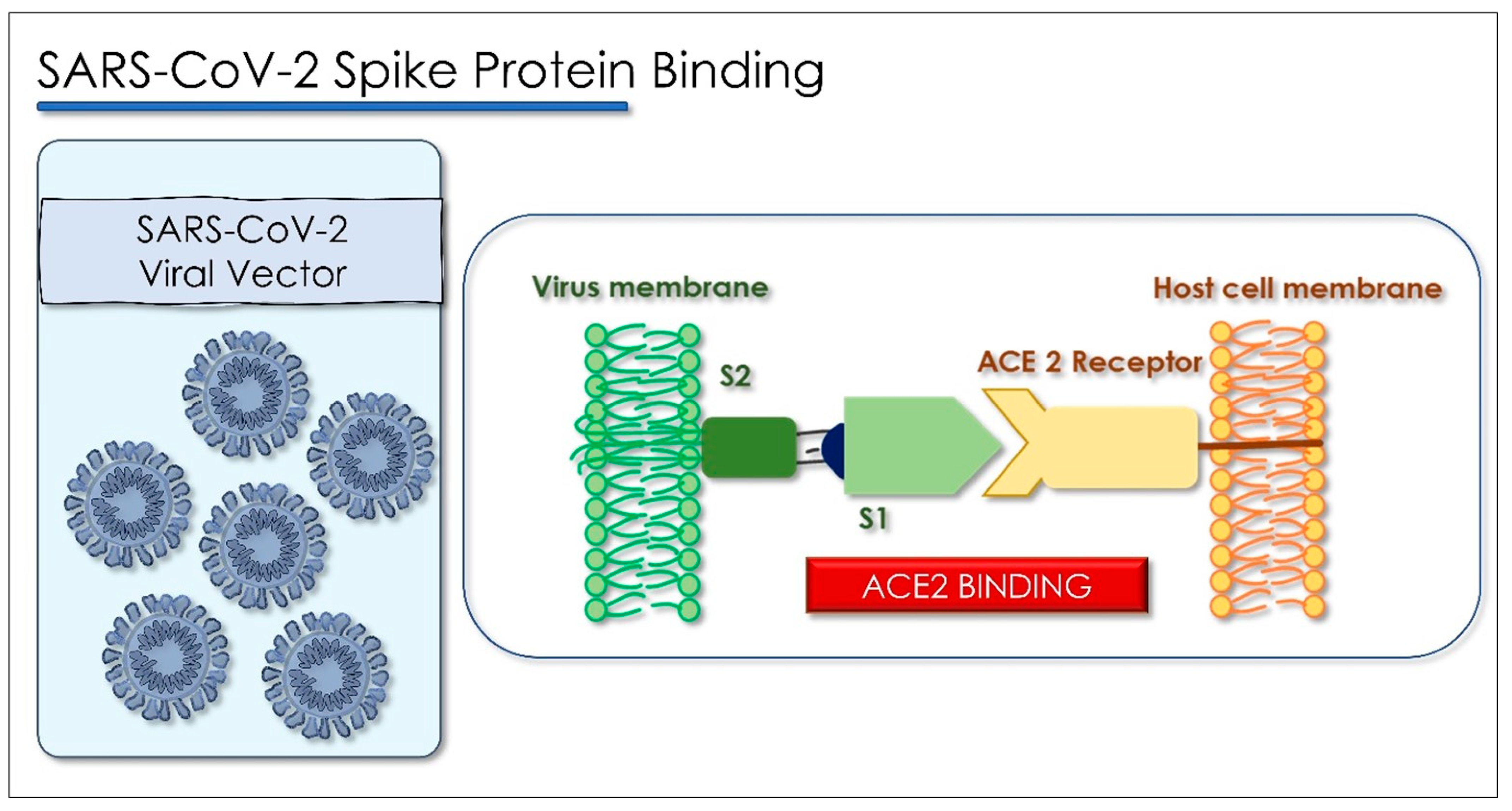 Antioxidants 10 00881 g005