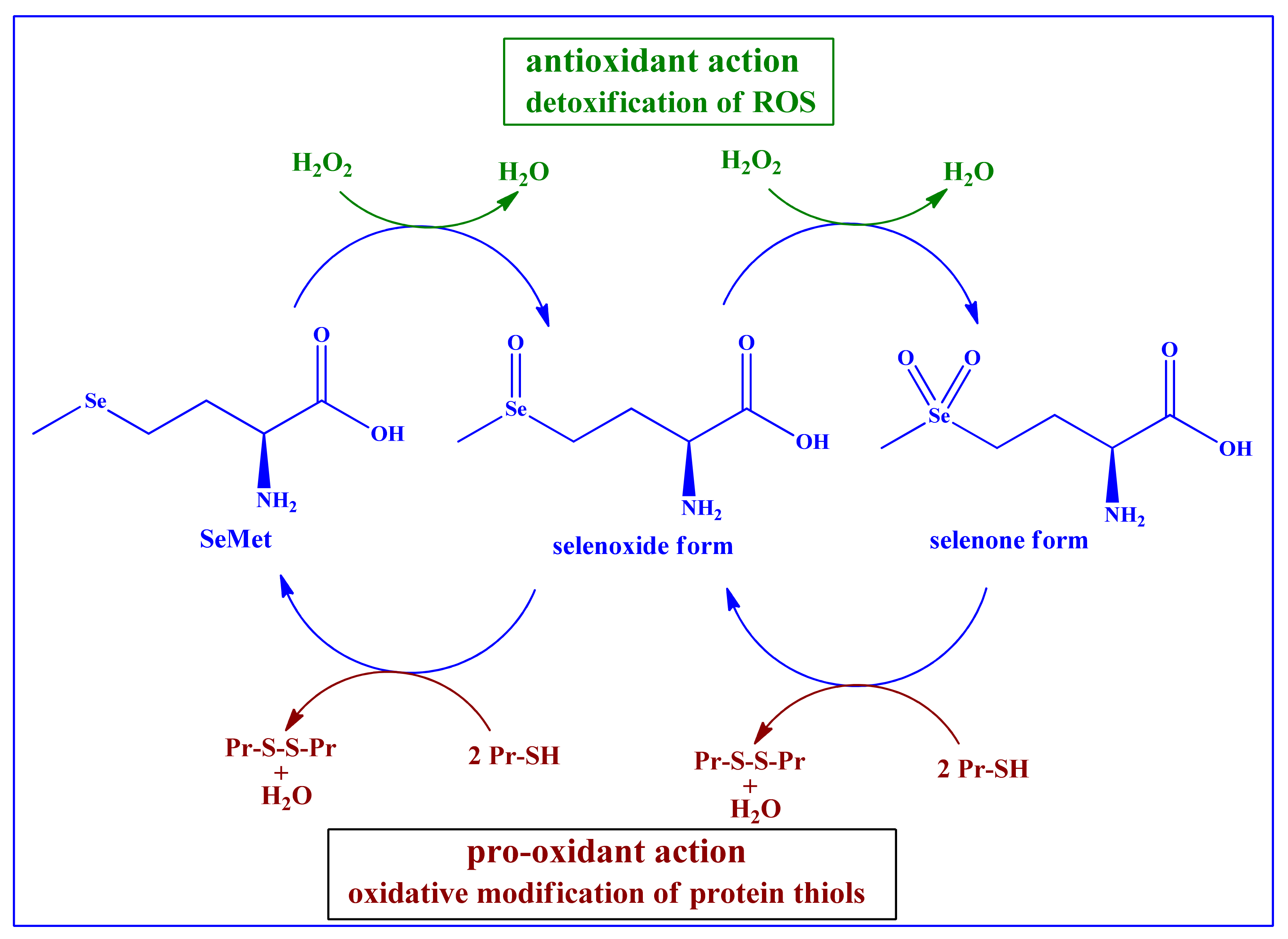 Antioxidants 10 00882 g003