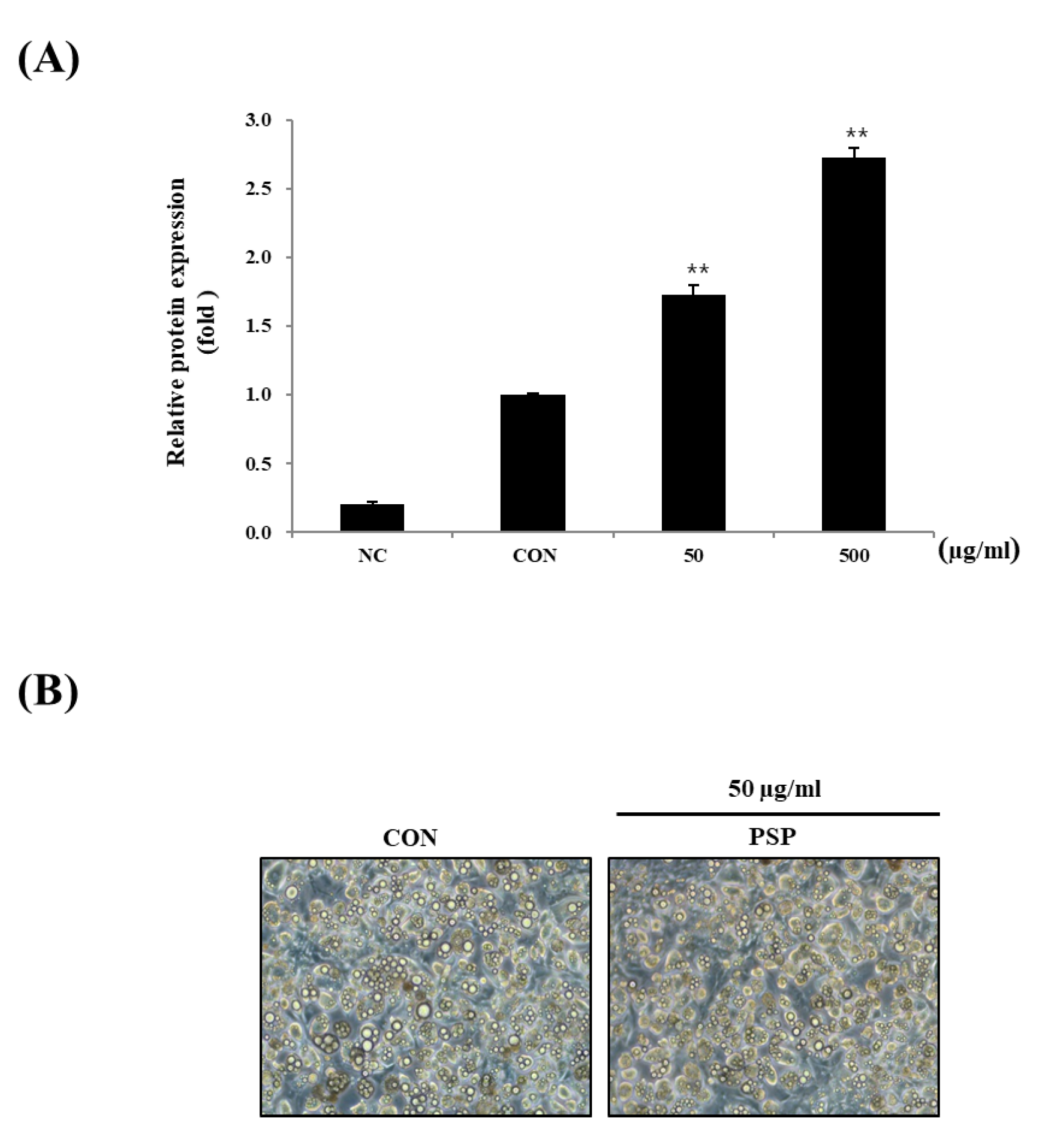 Antioxidants 10 00888 g004 Antioxidants 10 00888 g004