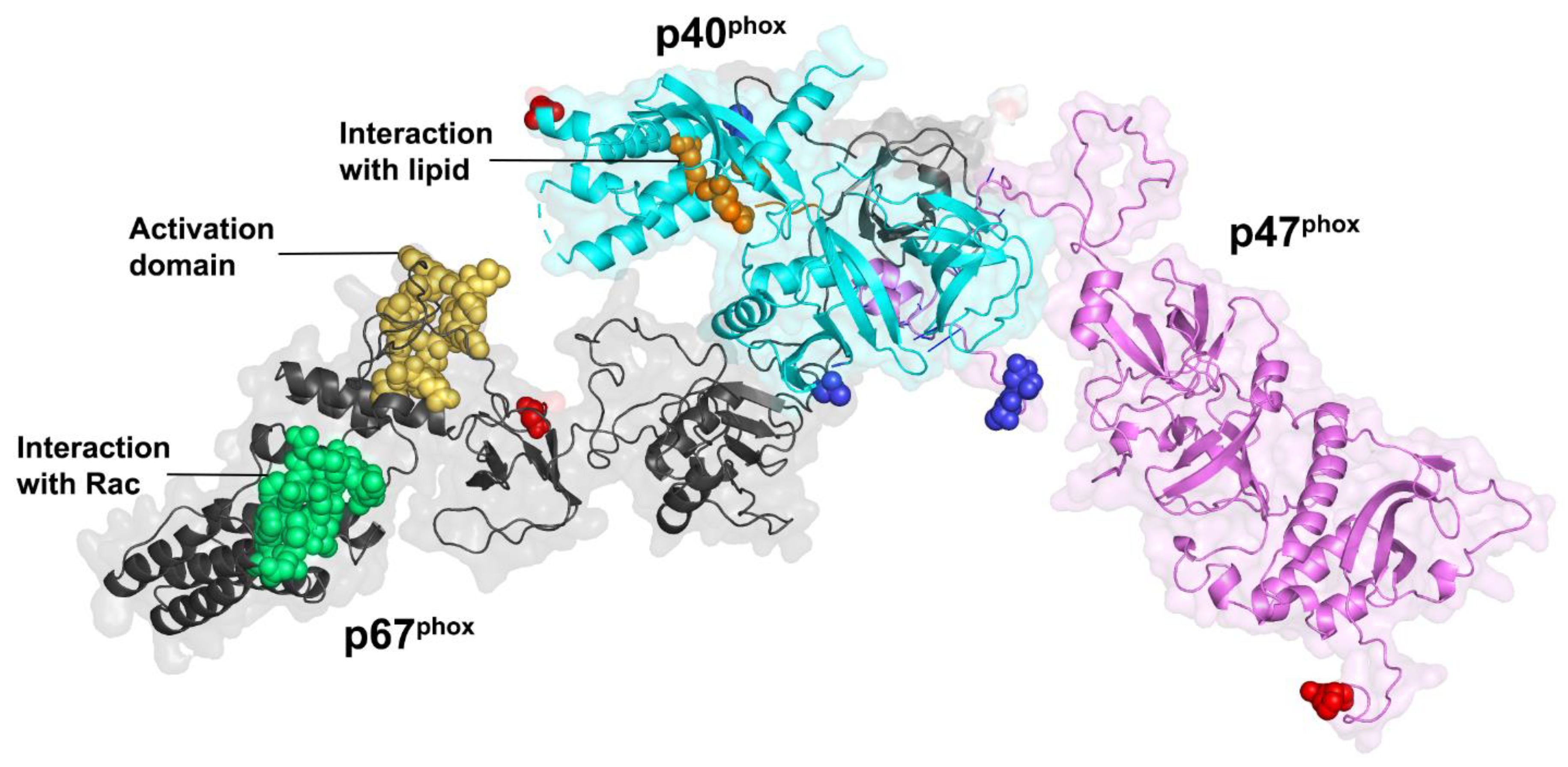 Antioxidants 10 00890 g007 Antioxidants 10 00890 g007