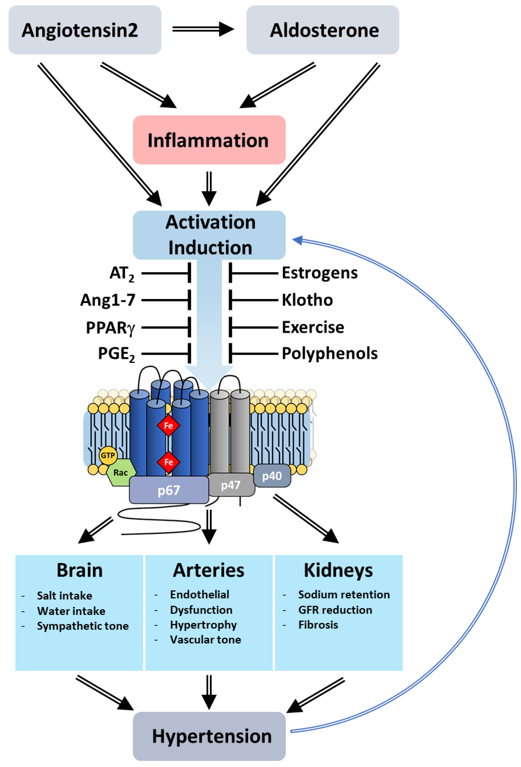 Antioxidants 10 00890 g023 Antioxidants 10 00890 g023