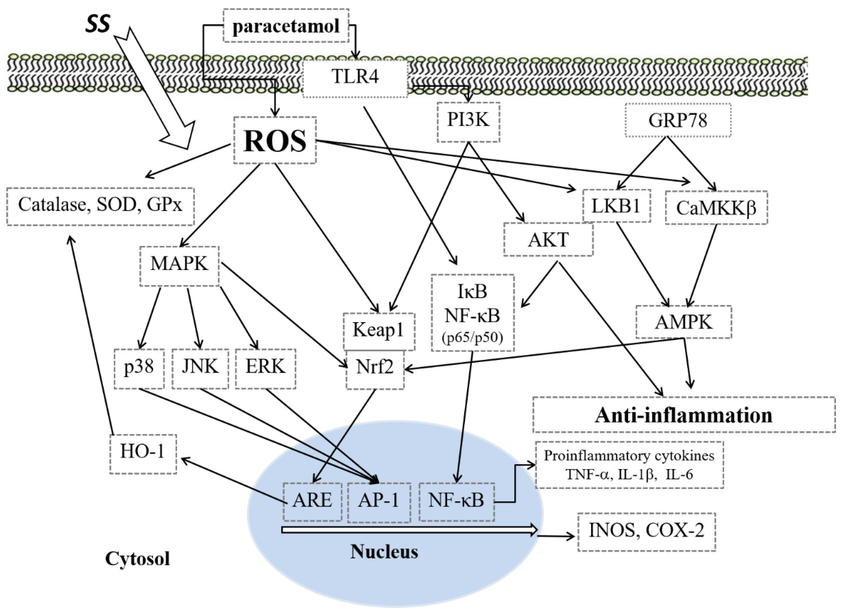 Antioxidants 10 00897 g008