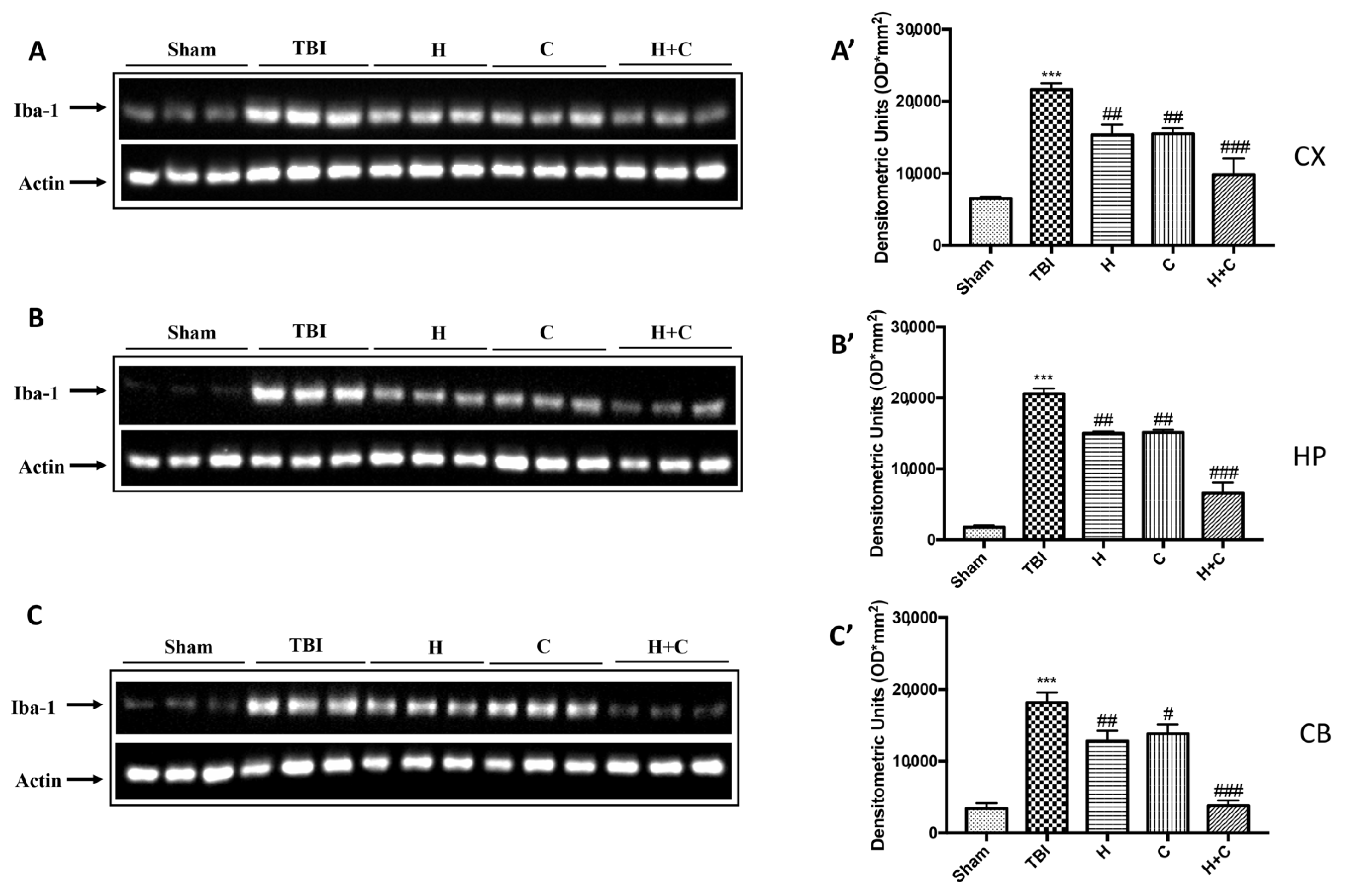 Antioxidants 10 00898 g005