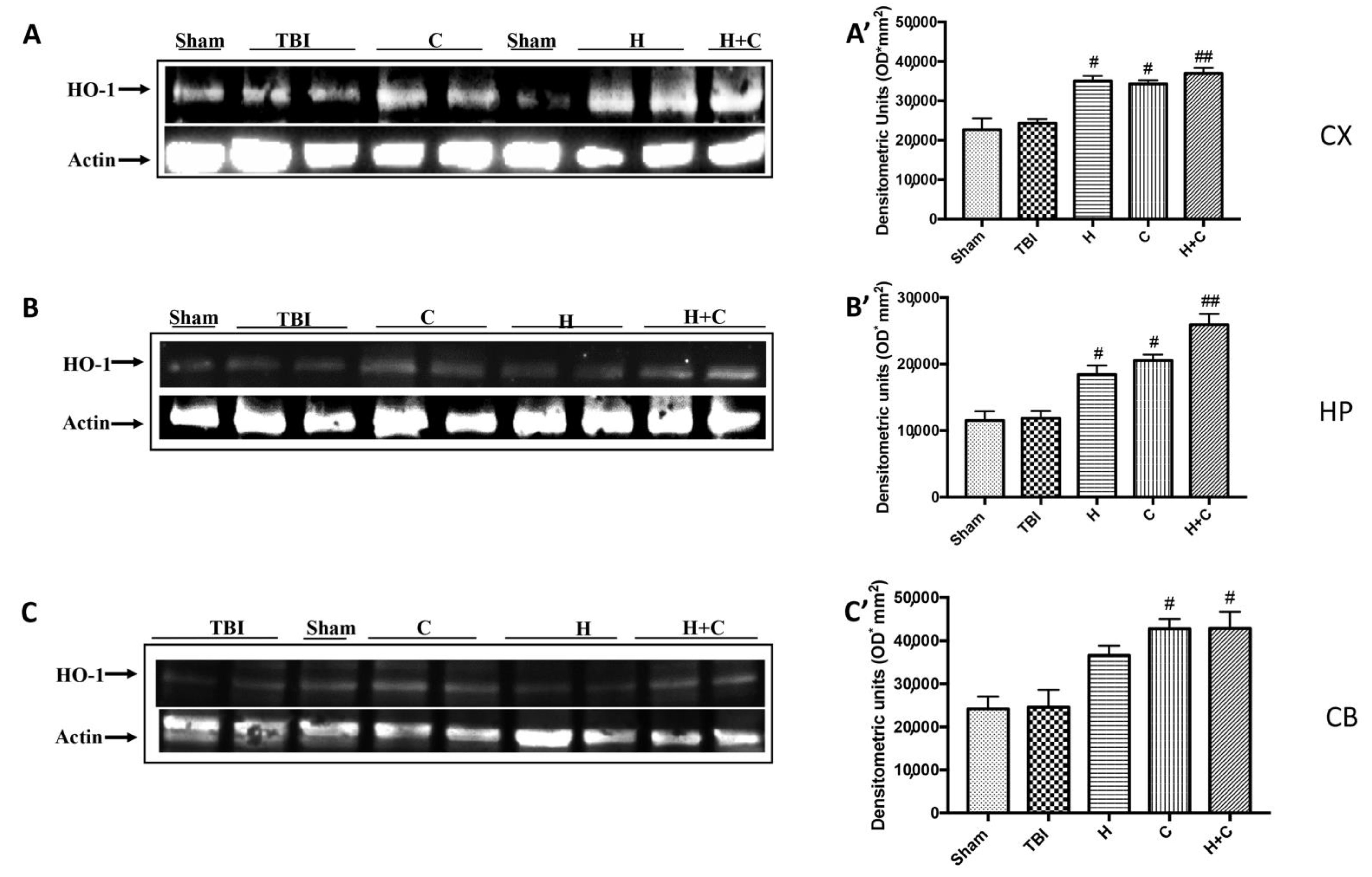 Antioxidants 10 00898 g008