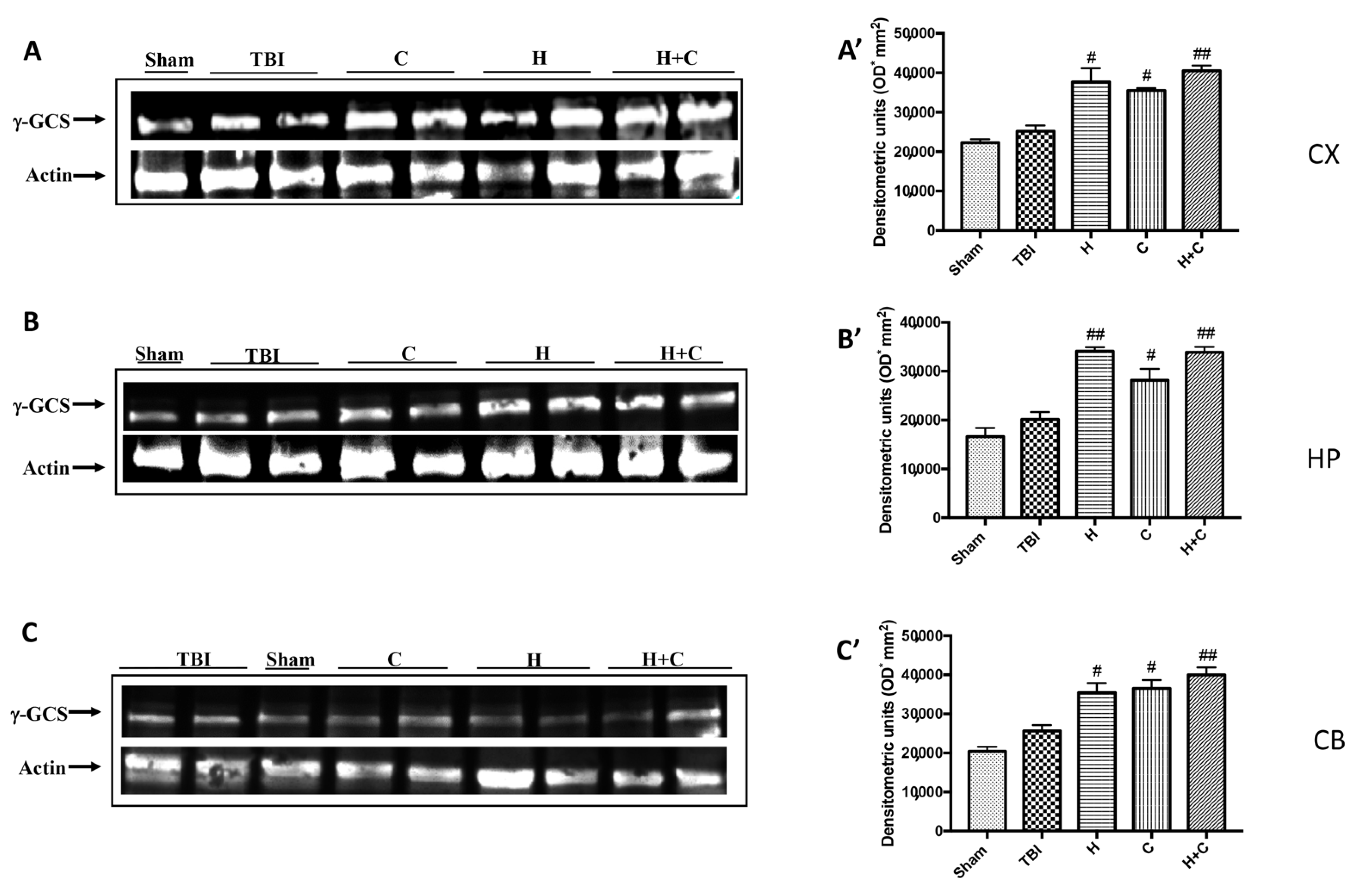 Antioxidants 10 00898 g010