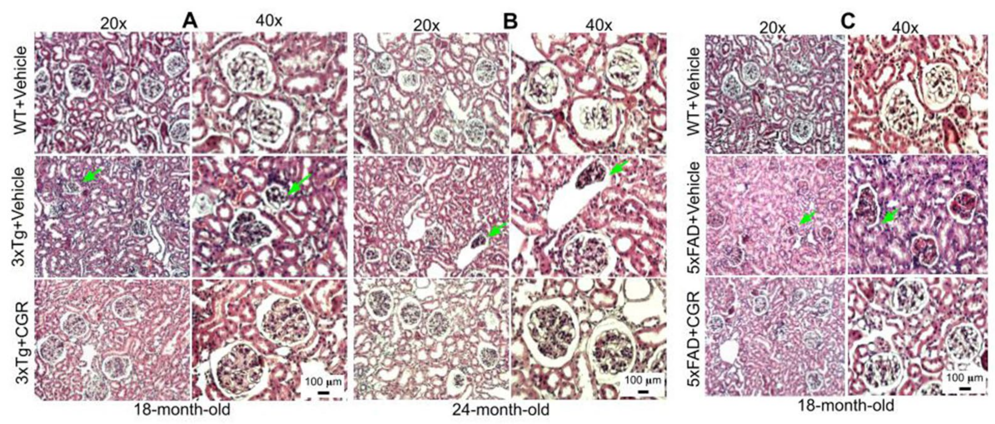 Antioxidants 10 00899 g006 Antioxidants 10 00899 g006