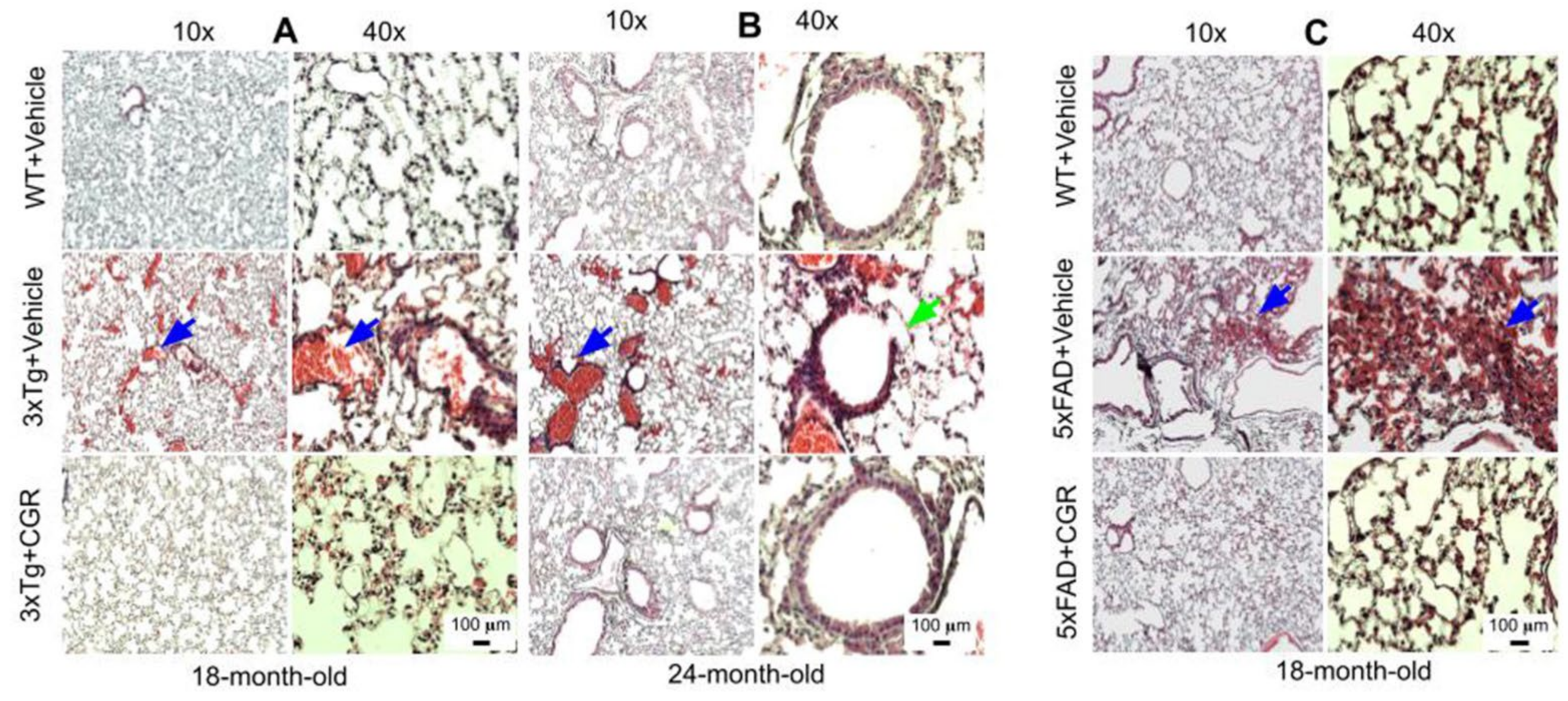 Antioxidants 10 00899 g007 Antioxidants 10 00899 g007