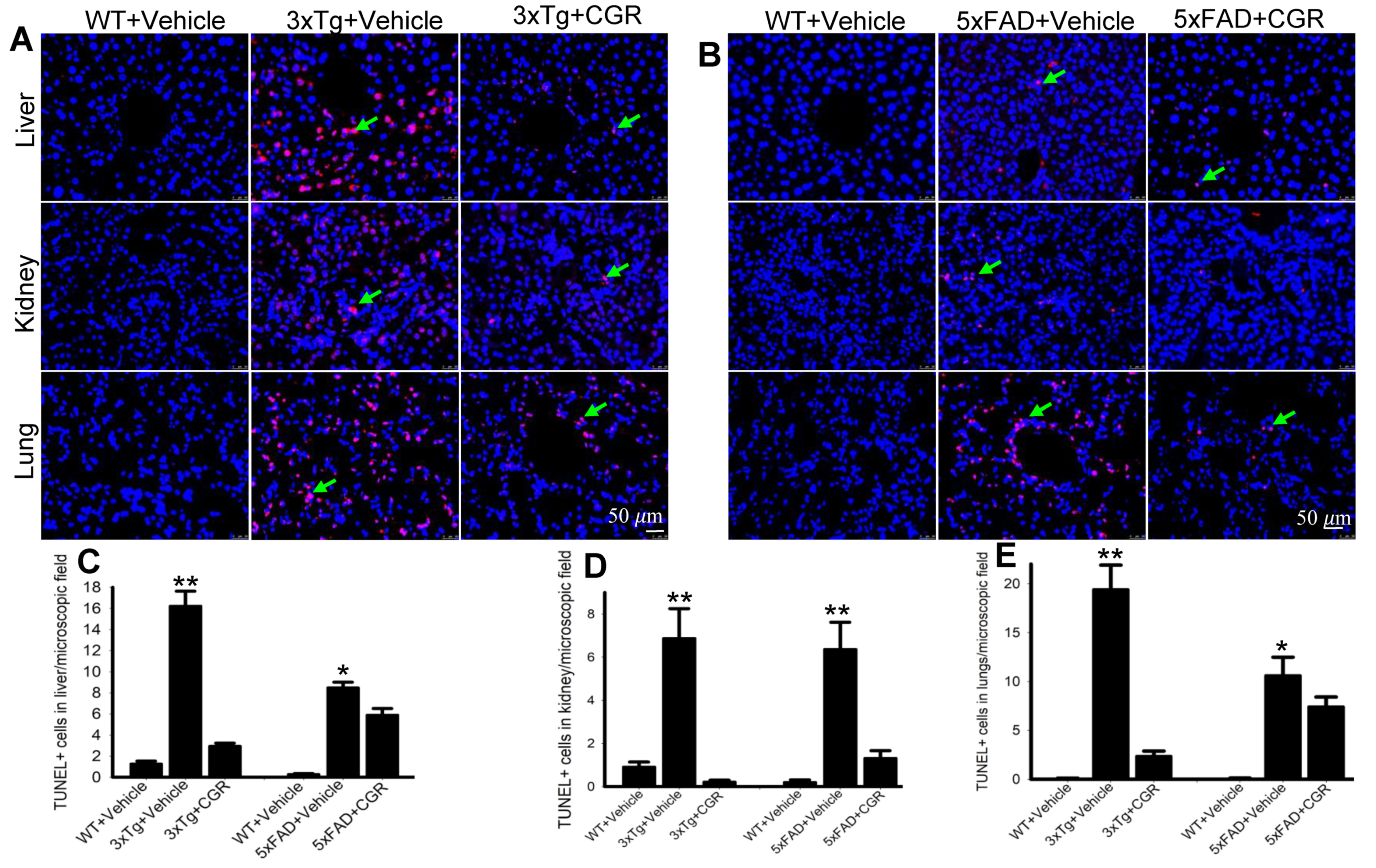 Antioxidants 10 00899 g009 Antioxidants 10 00899 g009