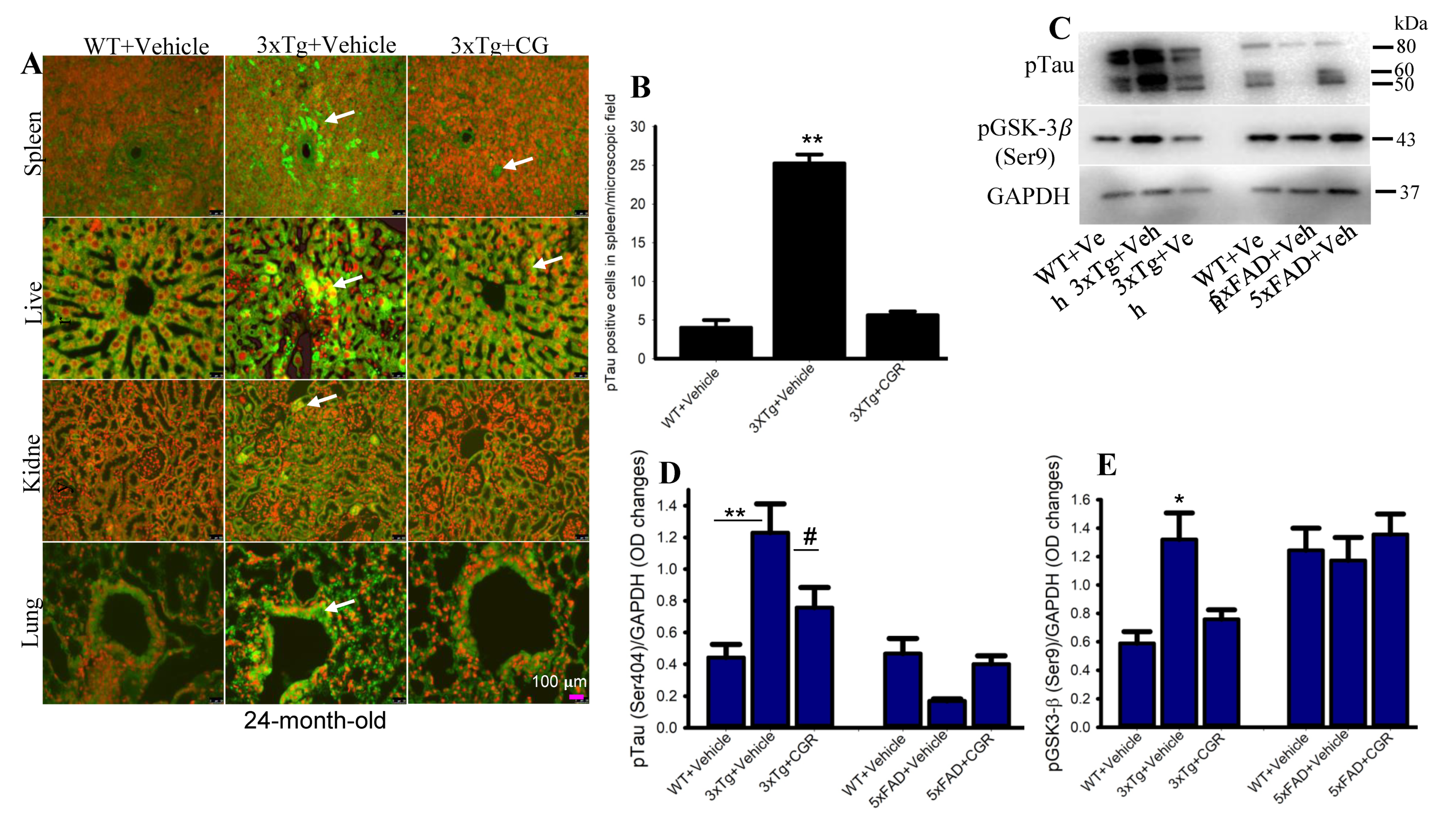 Antioxidants 10 00899 g011 Antioxidants 10 00899 g011