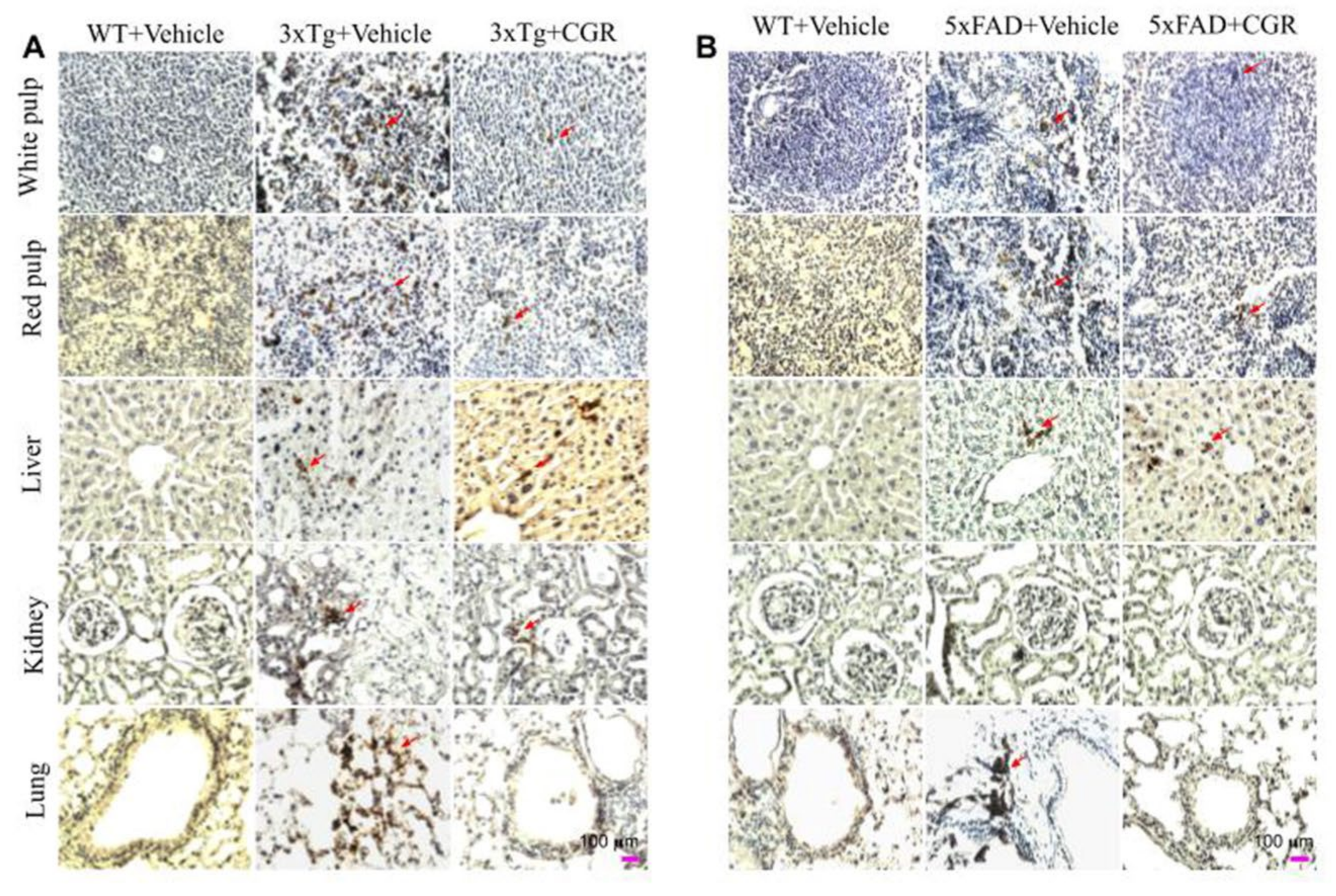 Antioxidants 10 00899 g012 Antioxidants 10 00899 g012