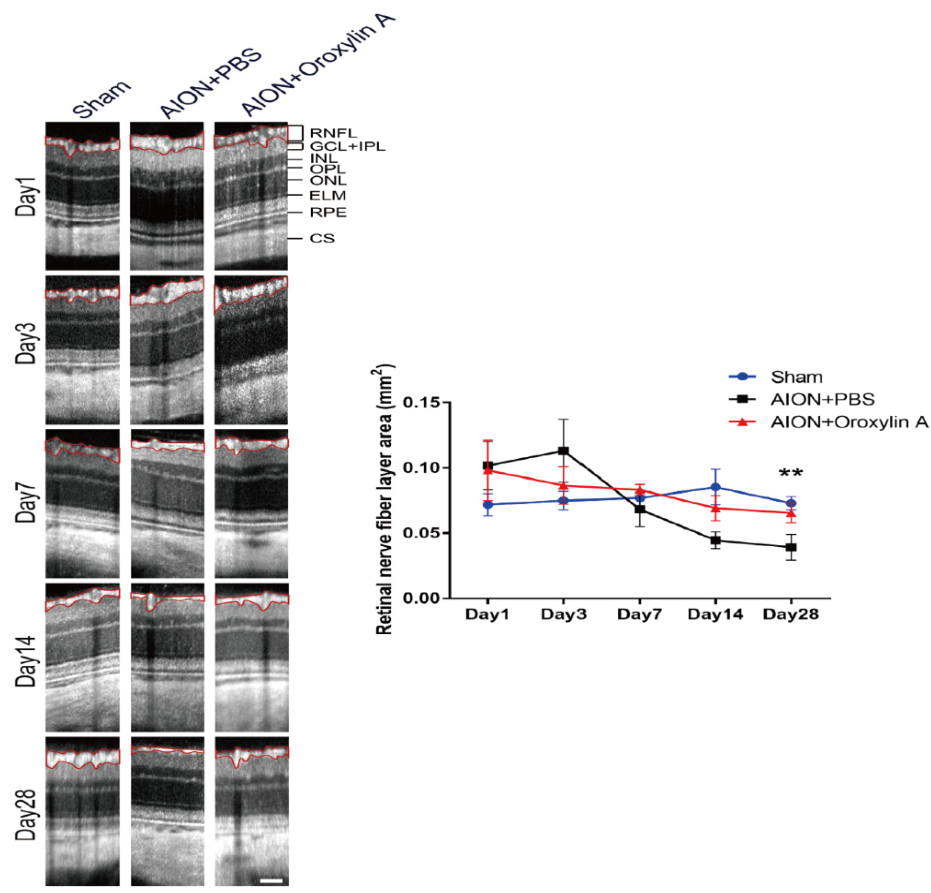 Antioxidants 10 00902 g005