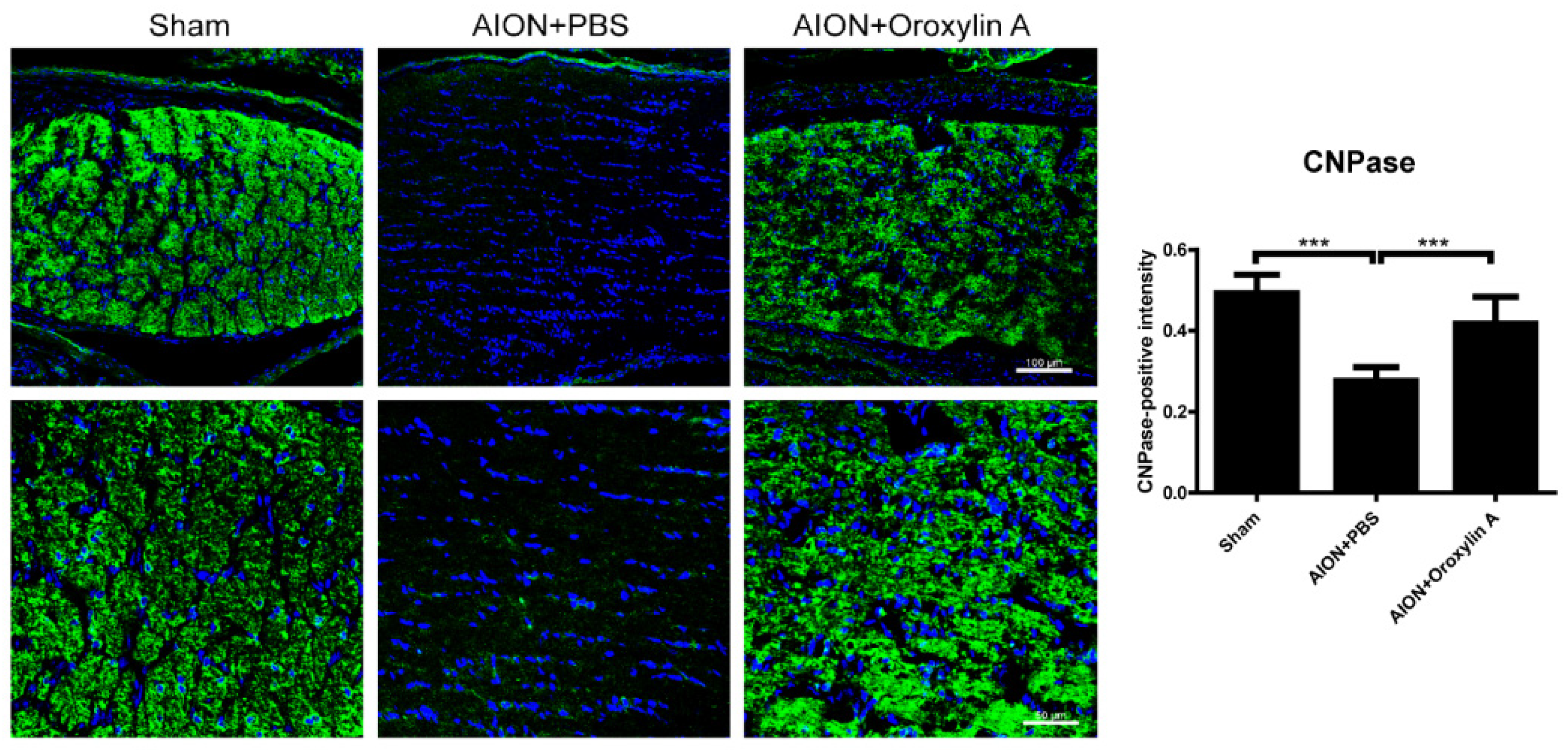 Antioxidants 10 00902 g008