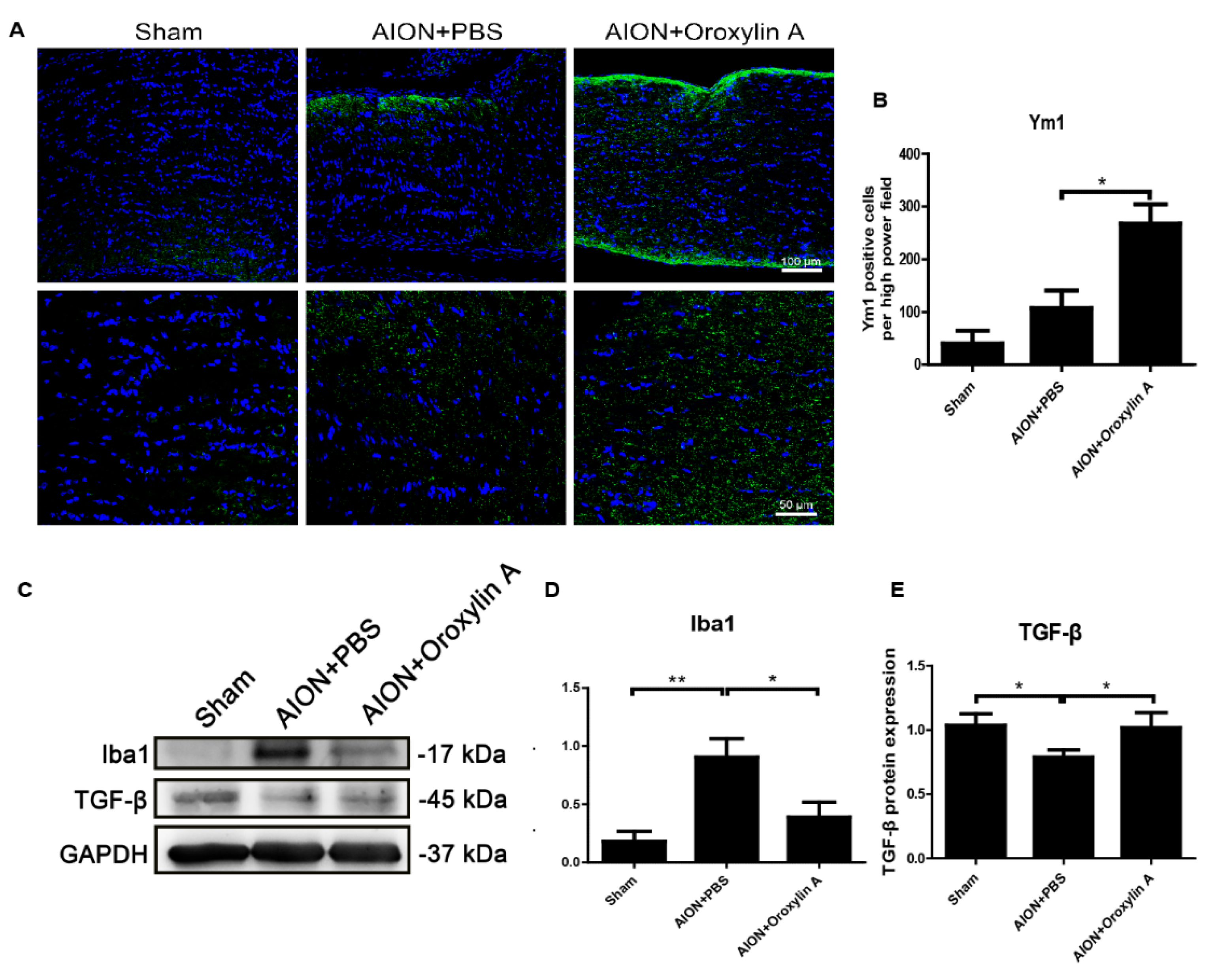 Antioxidants 10 00902 g010