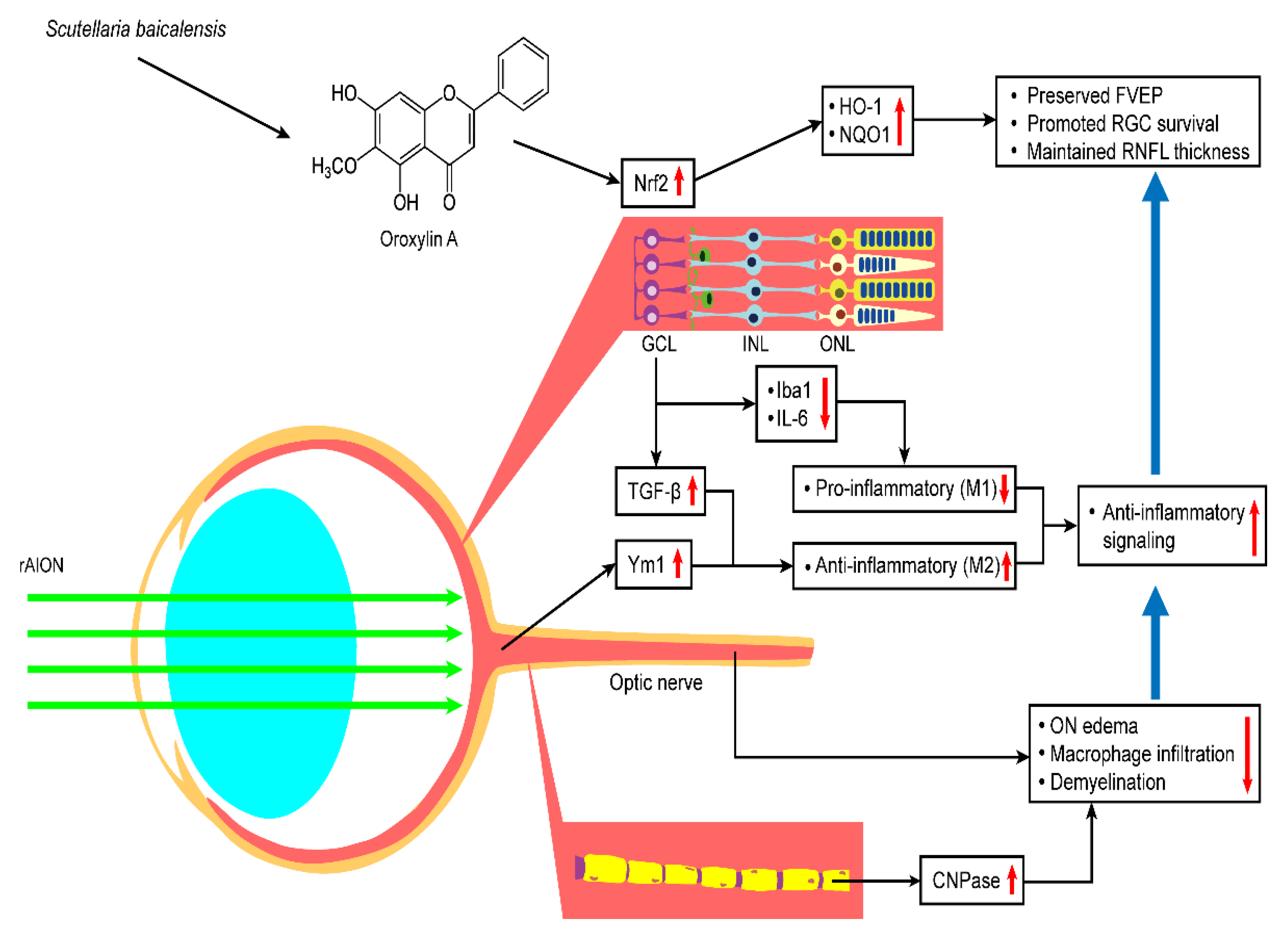 Antioxidants 10 00902 g011