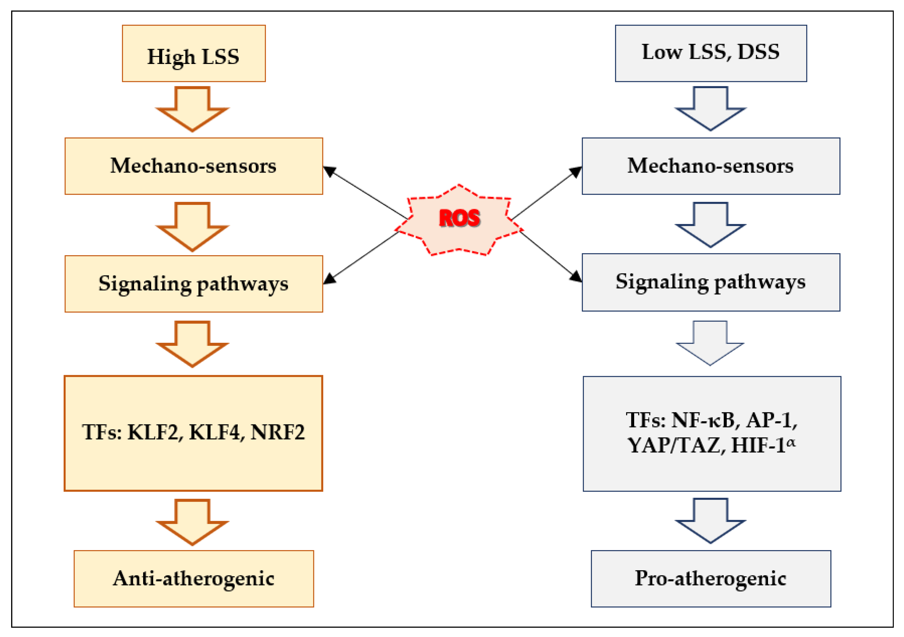 Antioxidants 10 00904 g006 Antioxidants 10 00904 g006