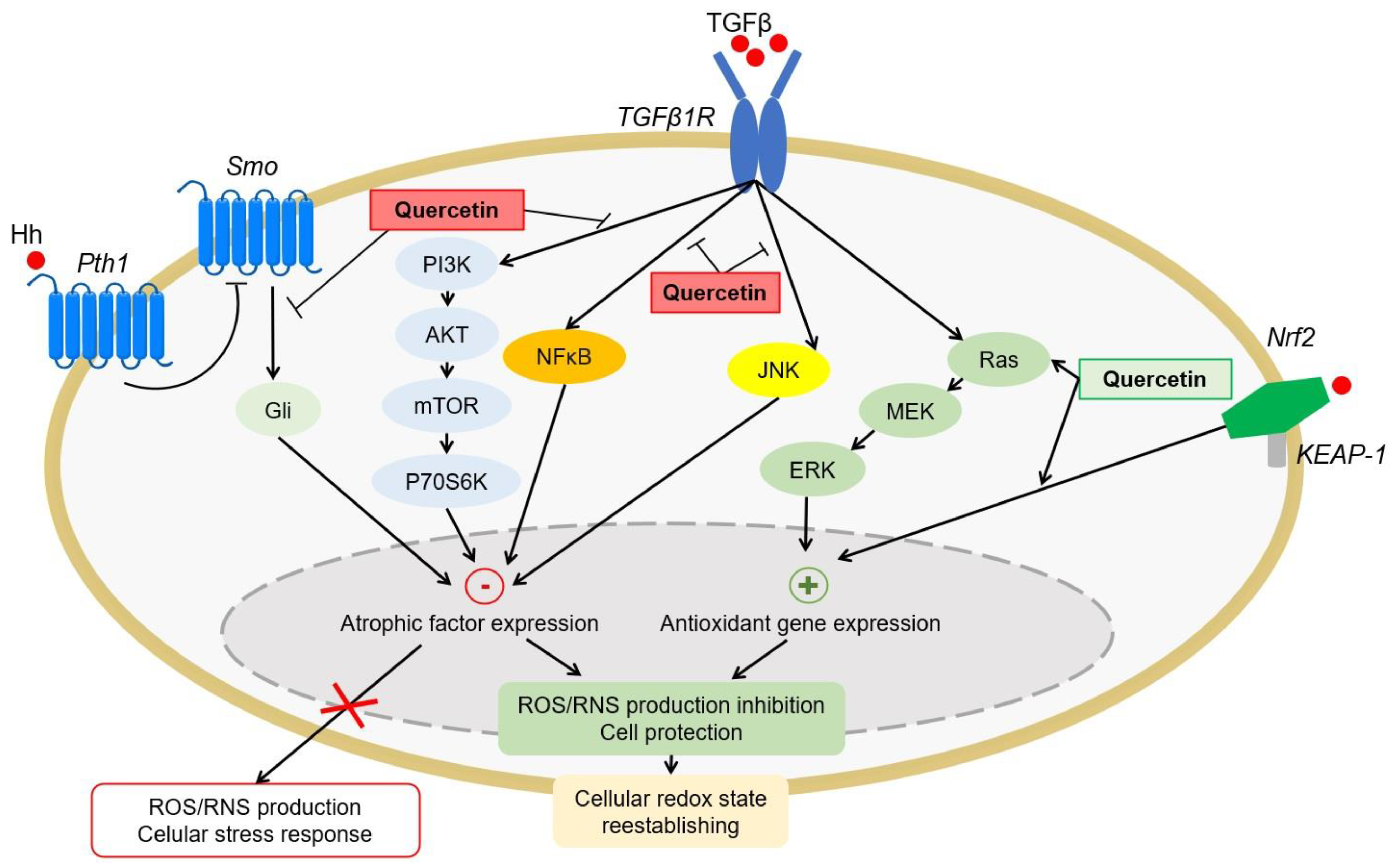 Antioxidants 10 00909 g004