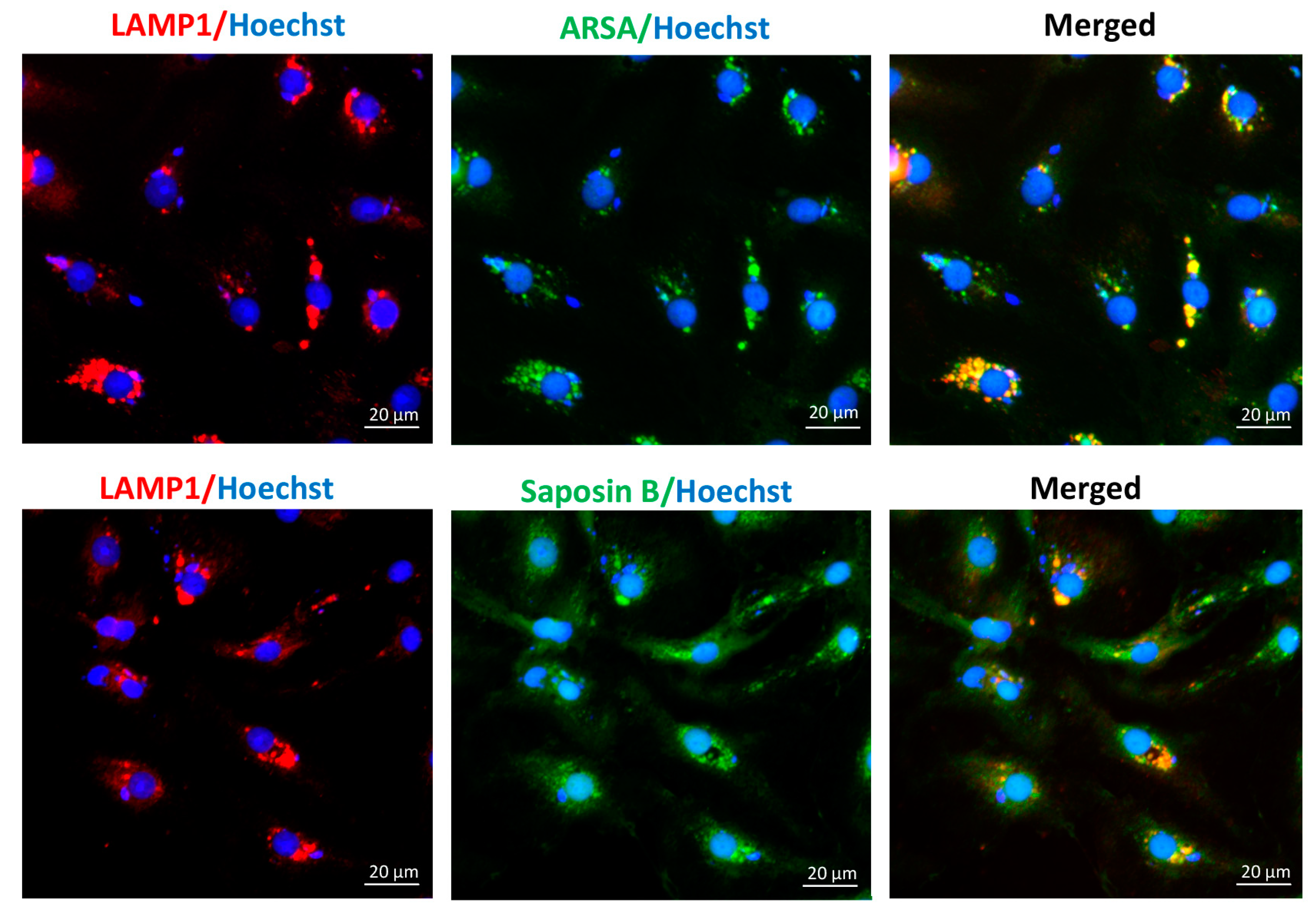 Antioxidants 10 00912 g001 Antioxidants 10 00912 g001