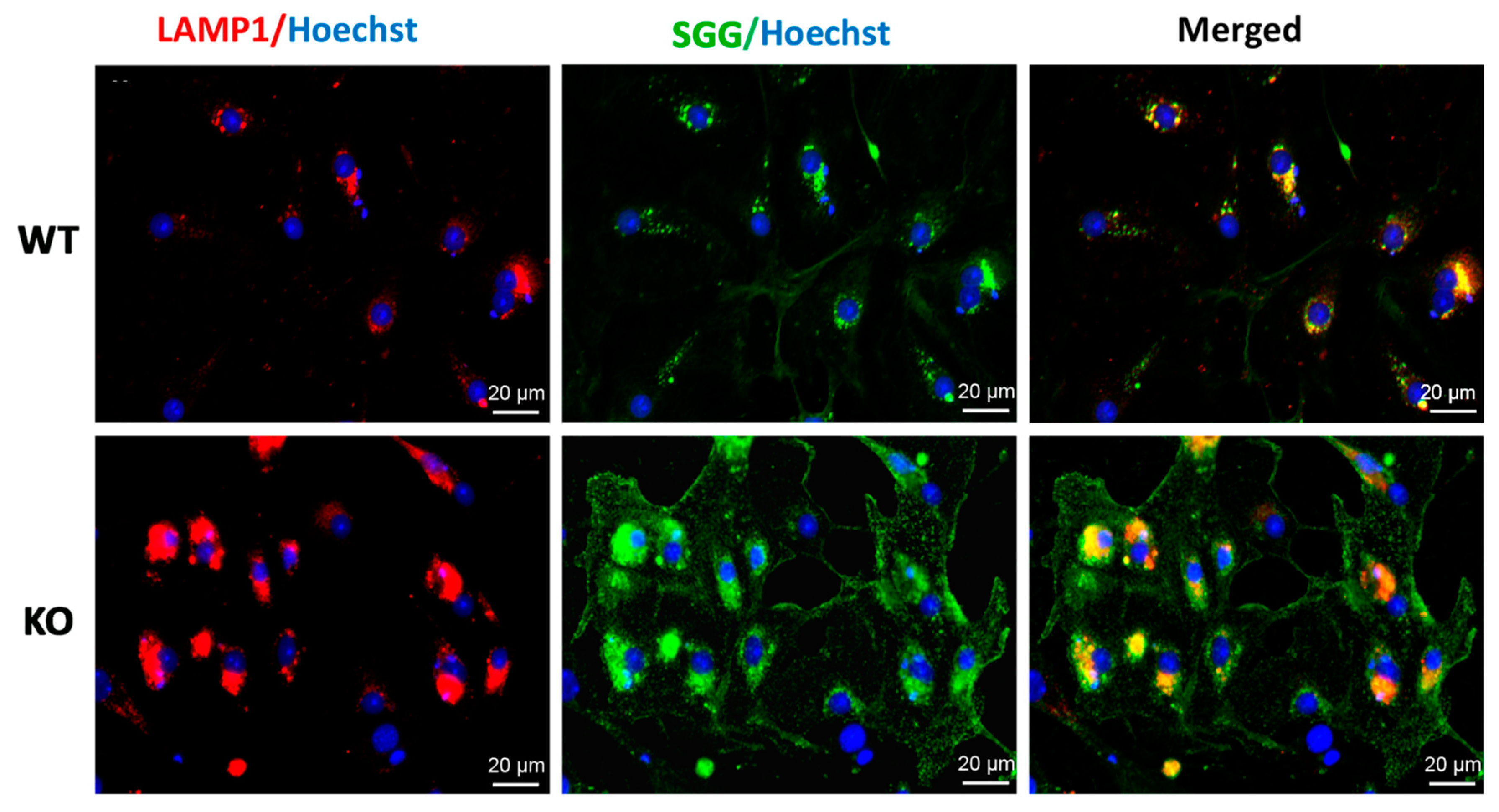 Antioxidants 10 00912 g002 Antioxidants 10 00912 g002