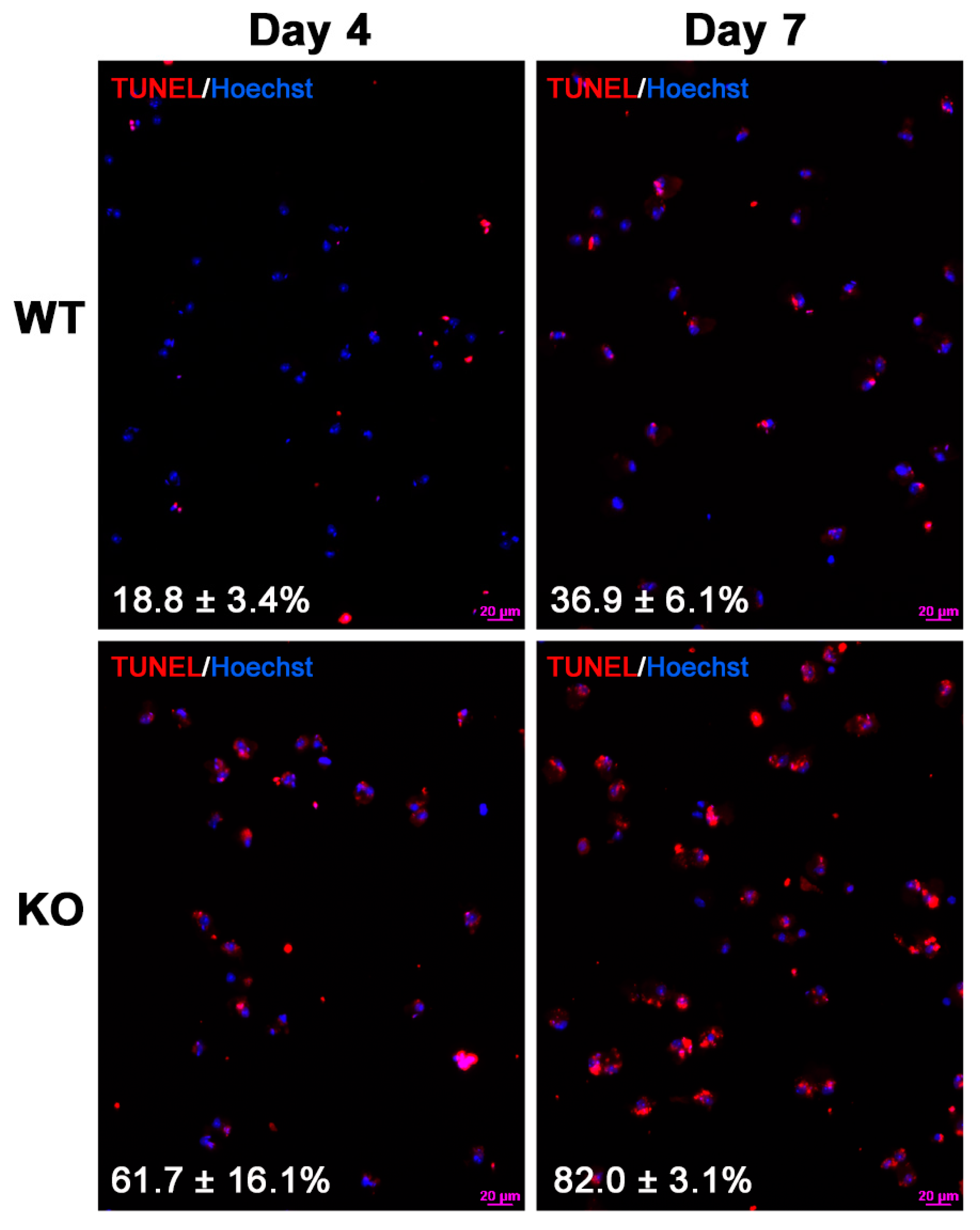 Antioxidants 10 00912 g007 Antioxidants 10 00912 g007
