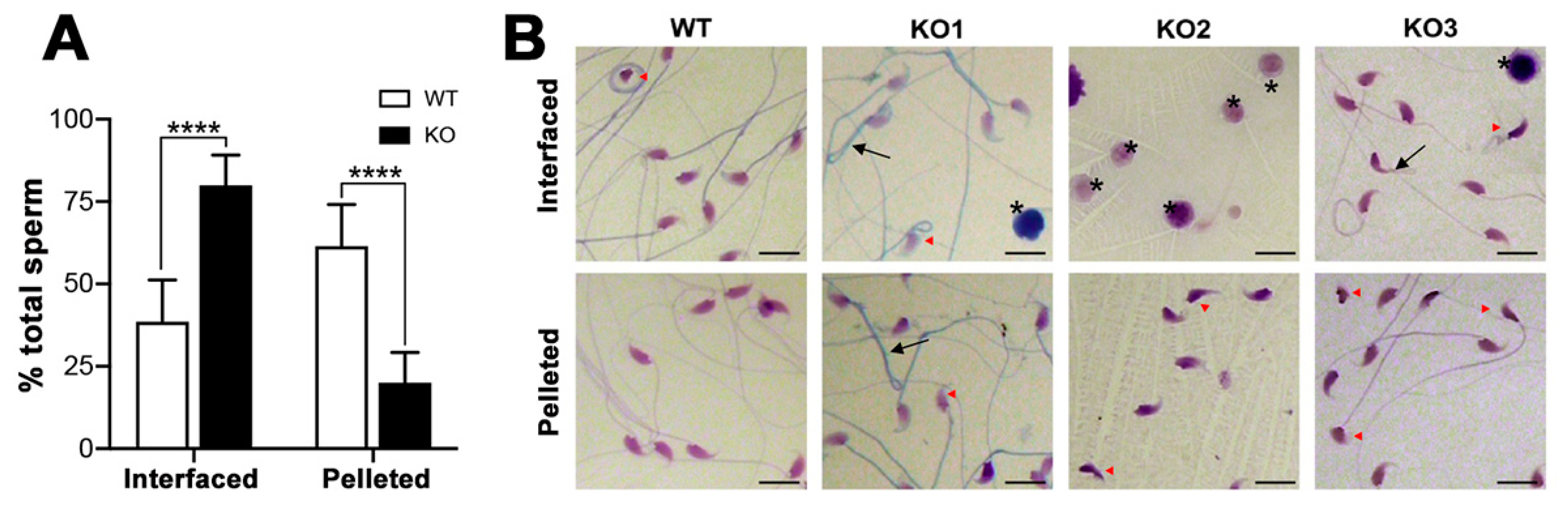 Antioxidants 10 00912 g011 Antioxidants 10 00912 g011