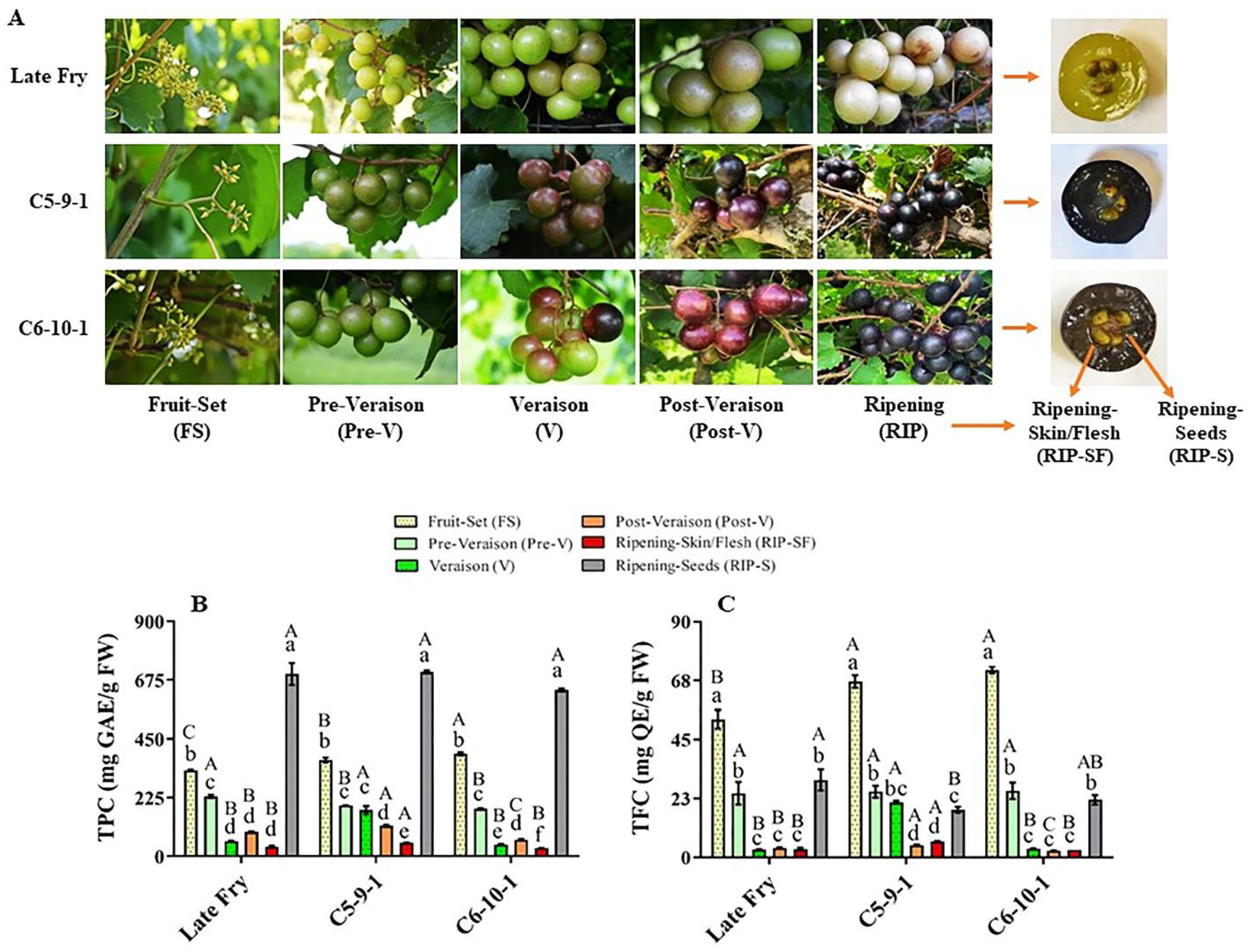 Antioxidants 10 00914 g001