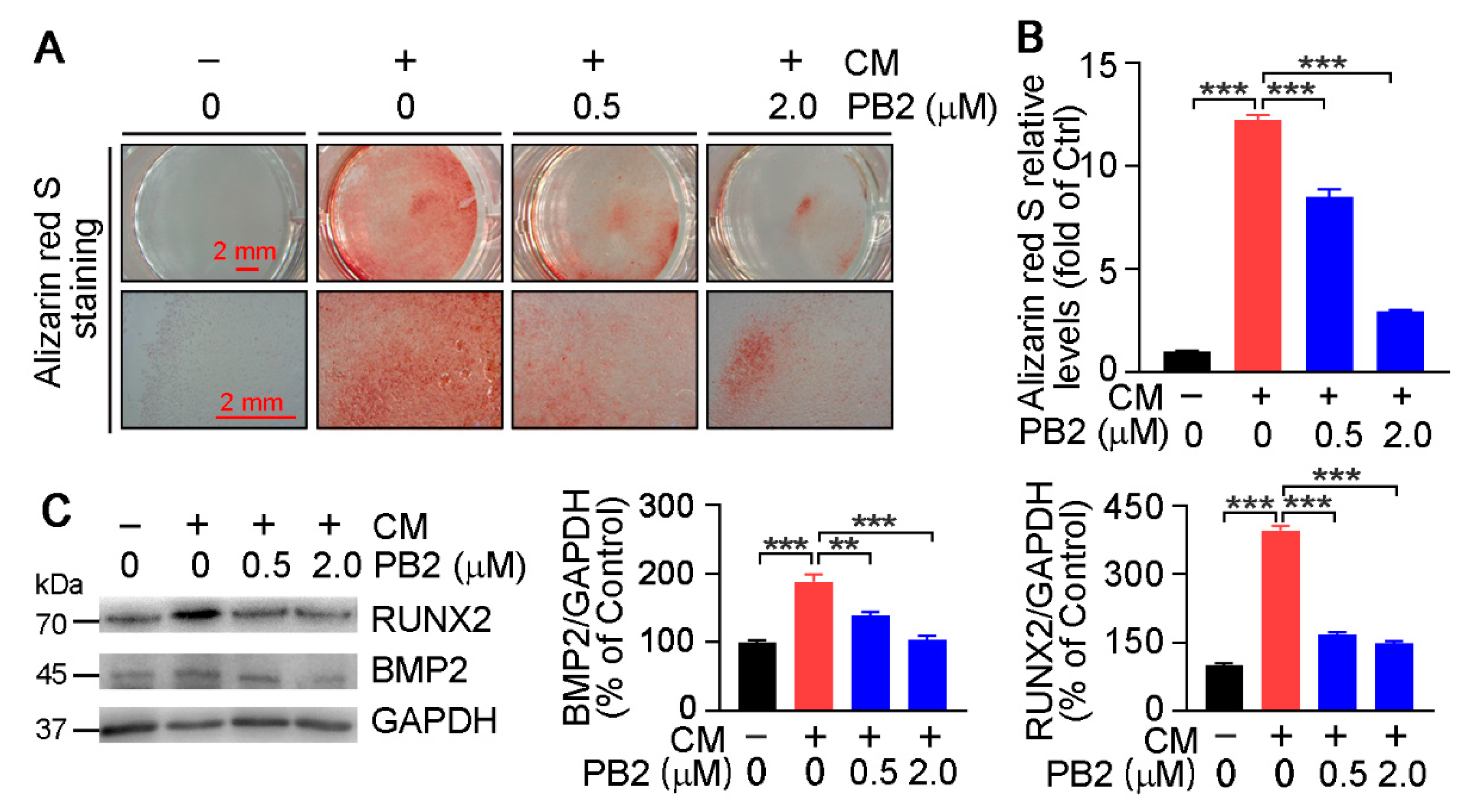 Antioxidants 10 00916 g004