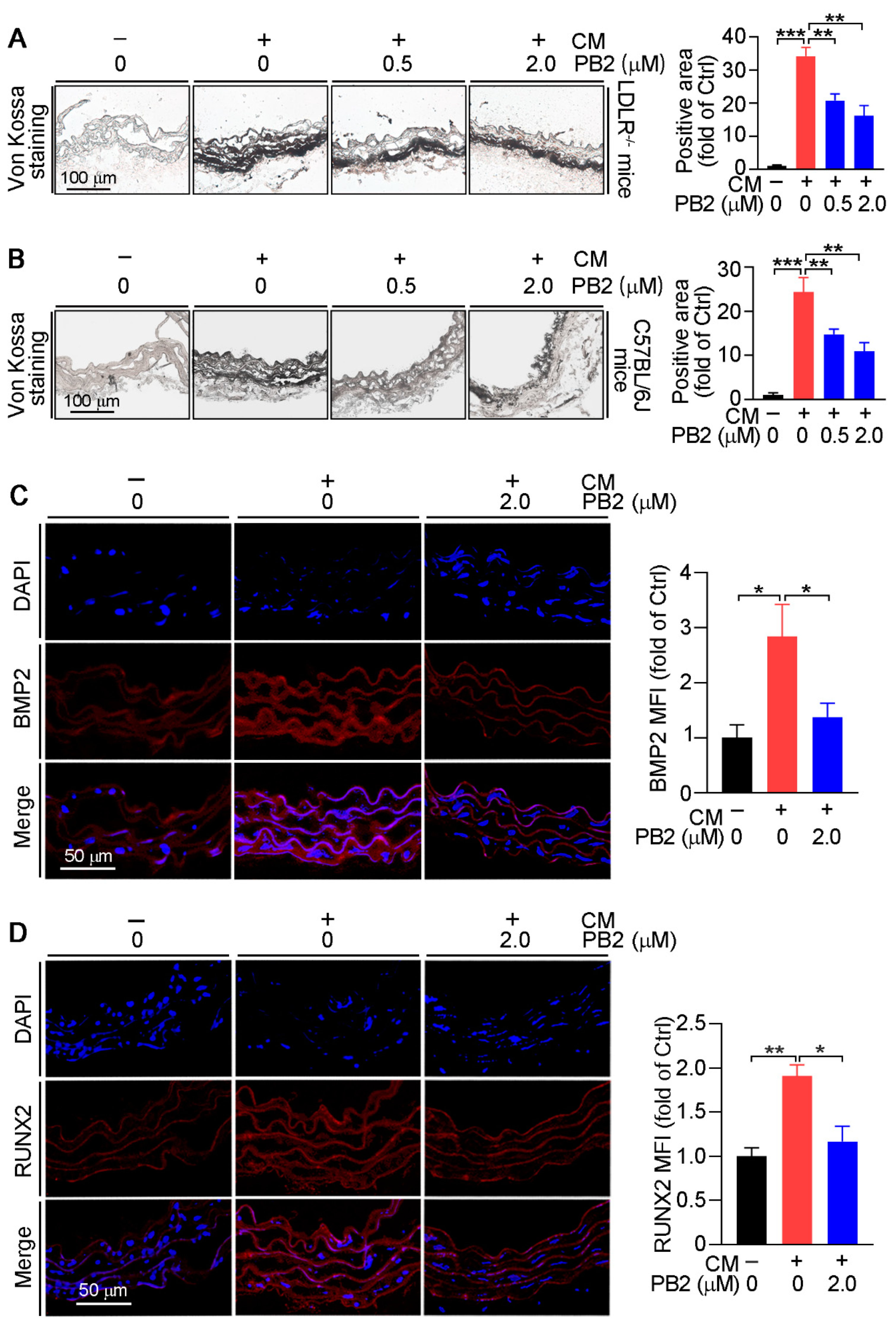 Antioxidants 10 00916 g005