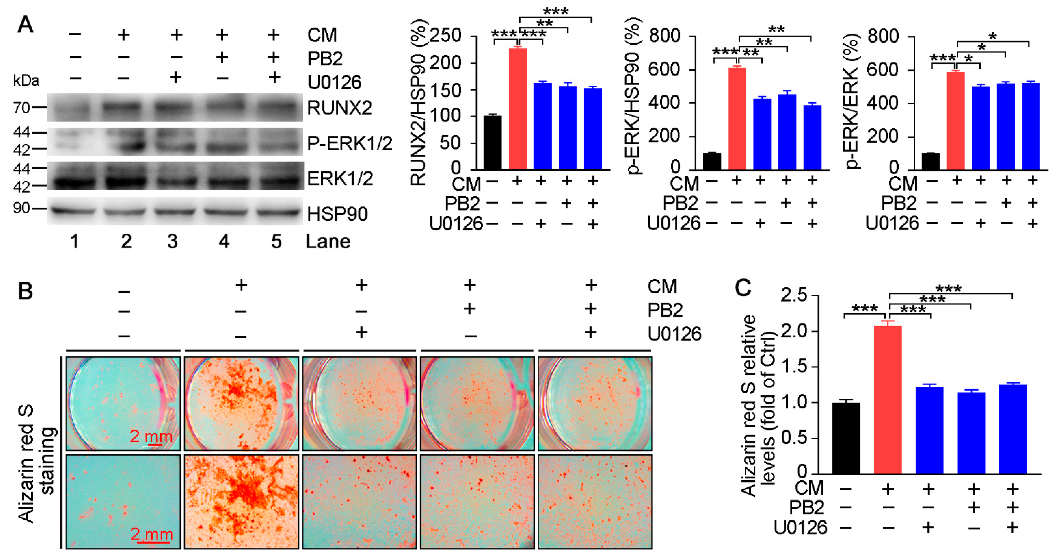 Antioxidants 10 00916 g007