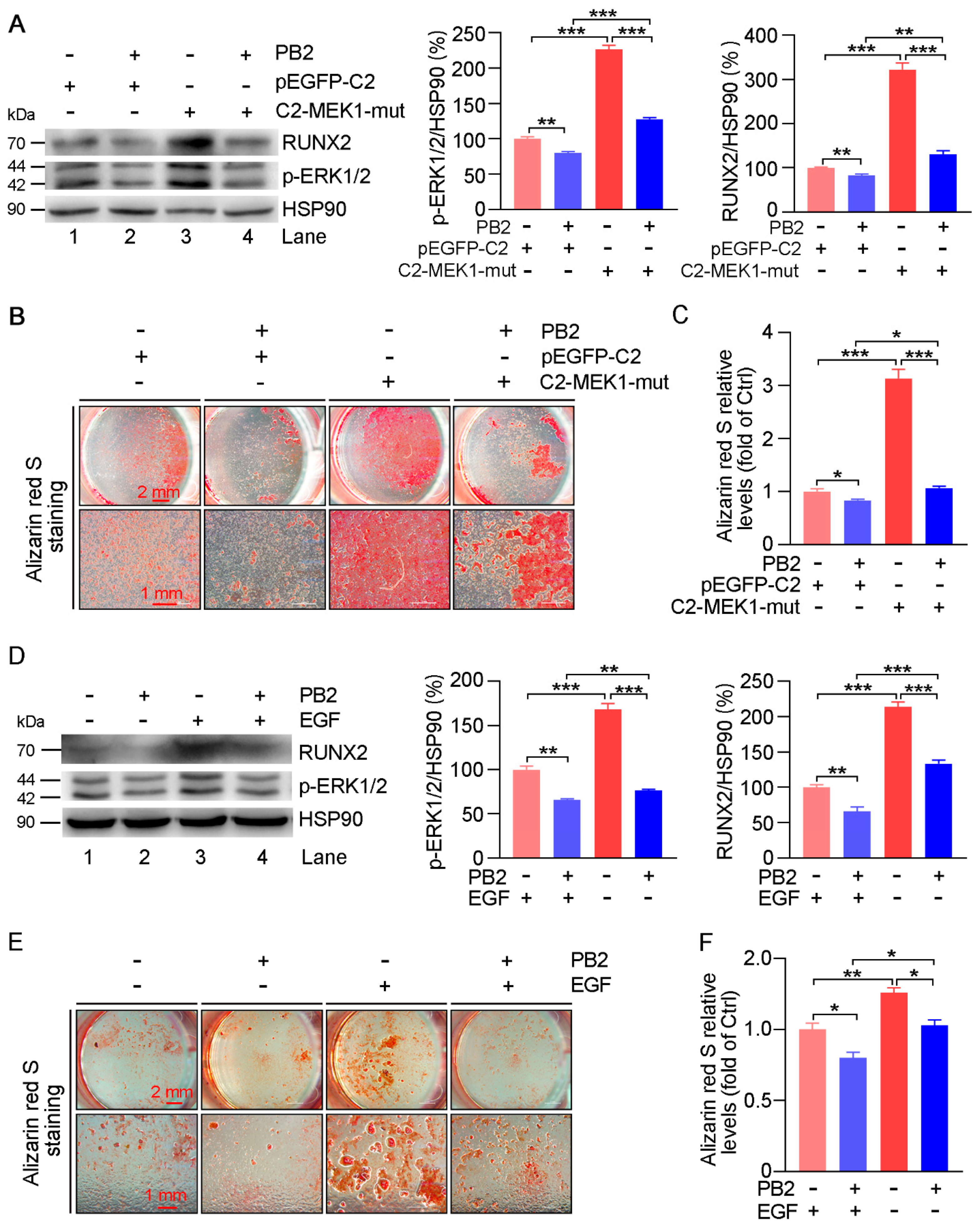 Antioxidants 10 00916 g008