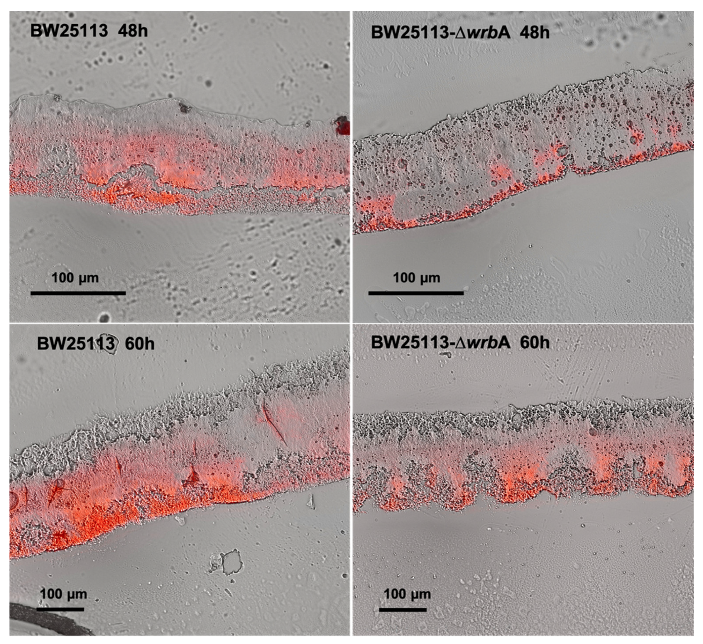 Antioxidants 10 00919 g002