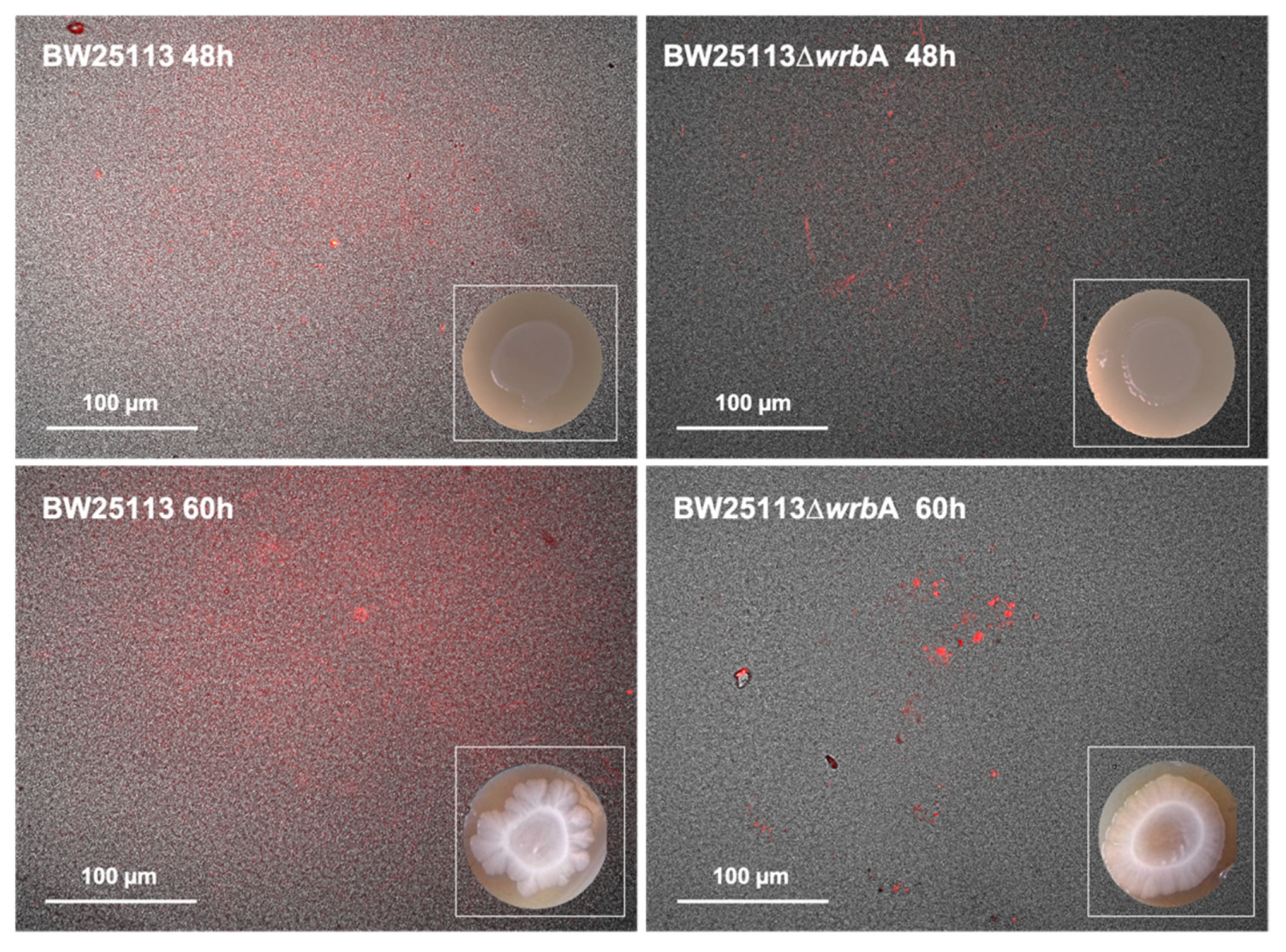Antioxidants 10 00919 g003