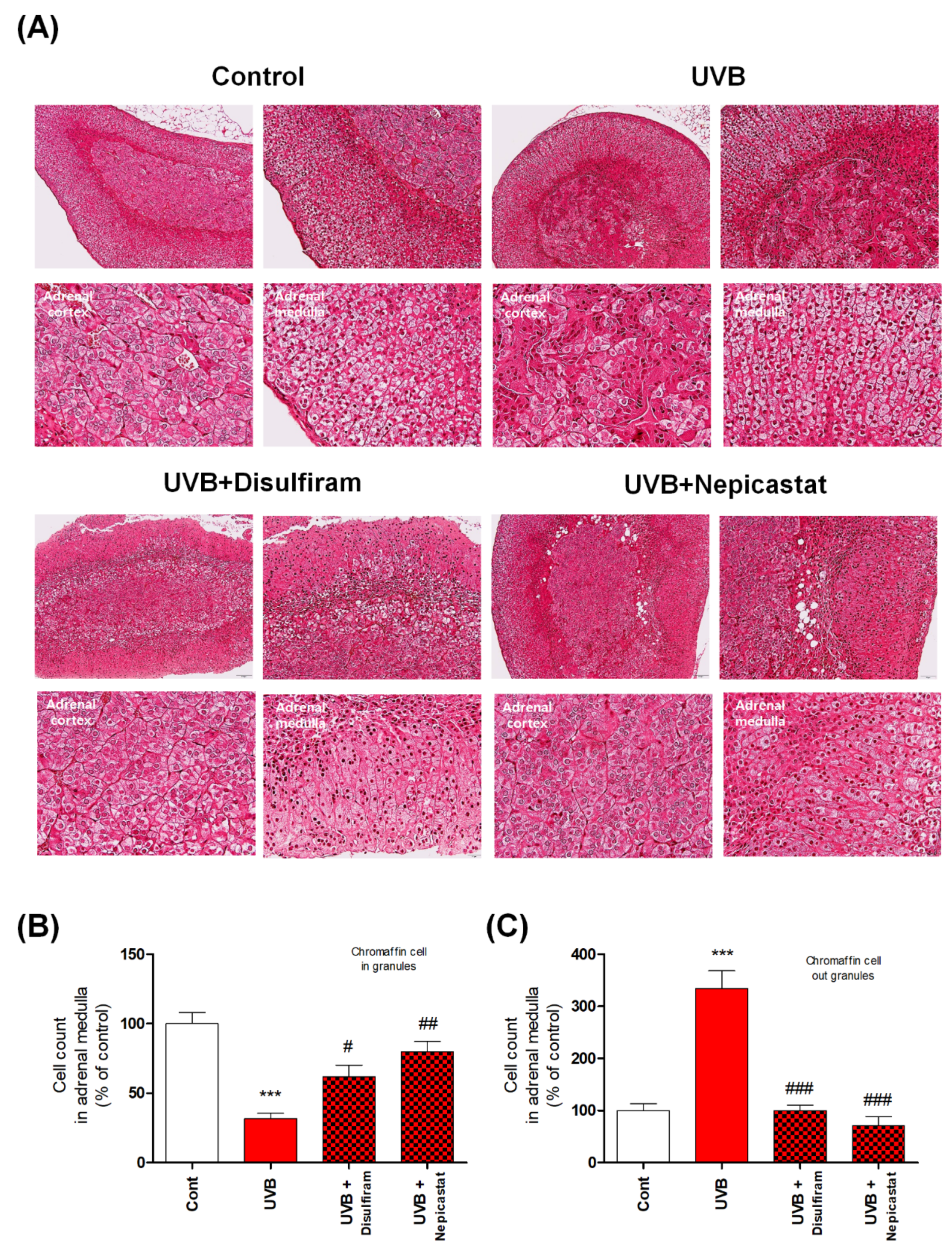 Antioxidants 10 00920 g004 Antioxidants 10 00920 g004