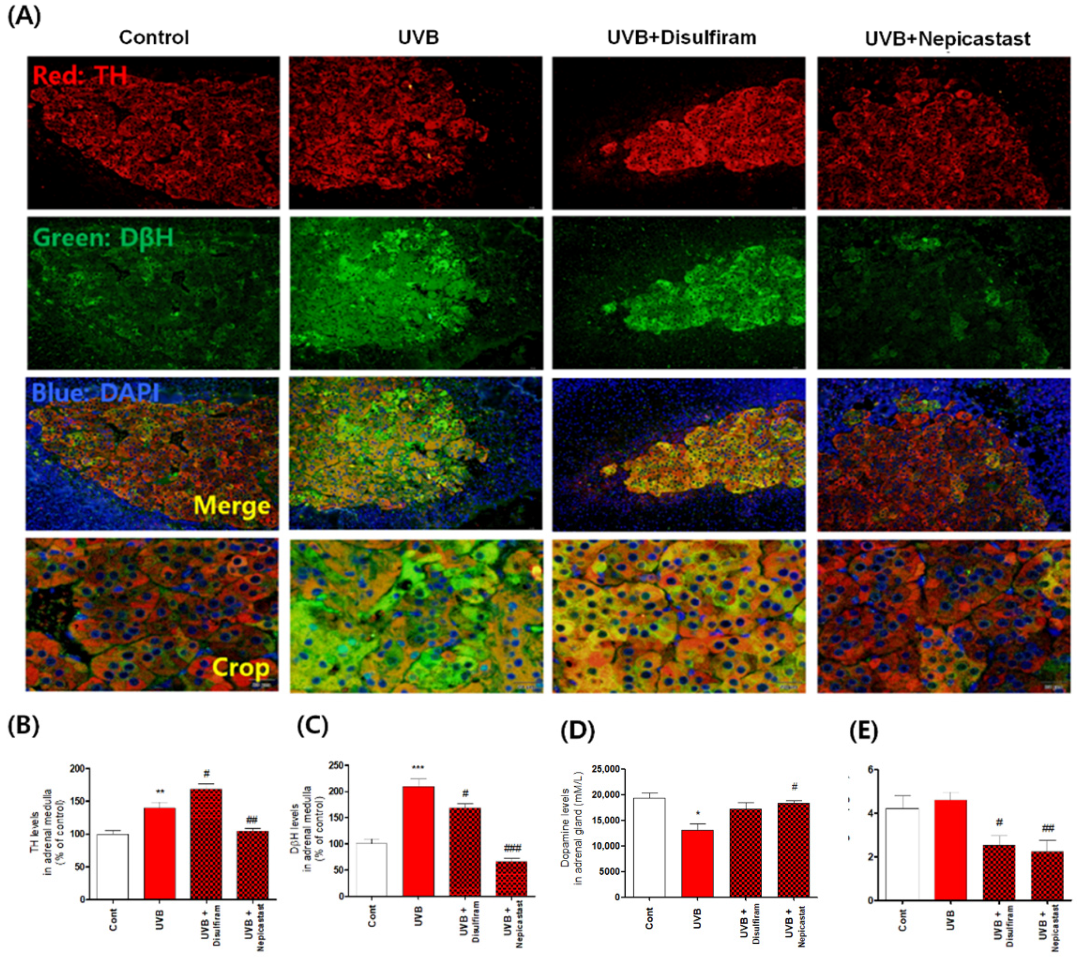 Antioxidants 10 00920 g005 Antioxidants 10 00920 g005