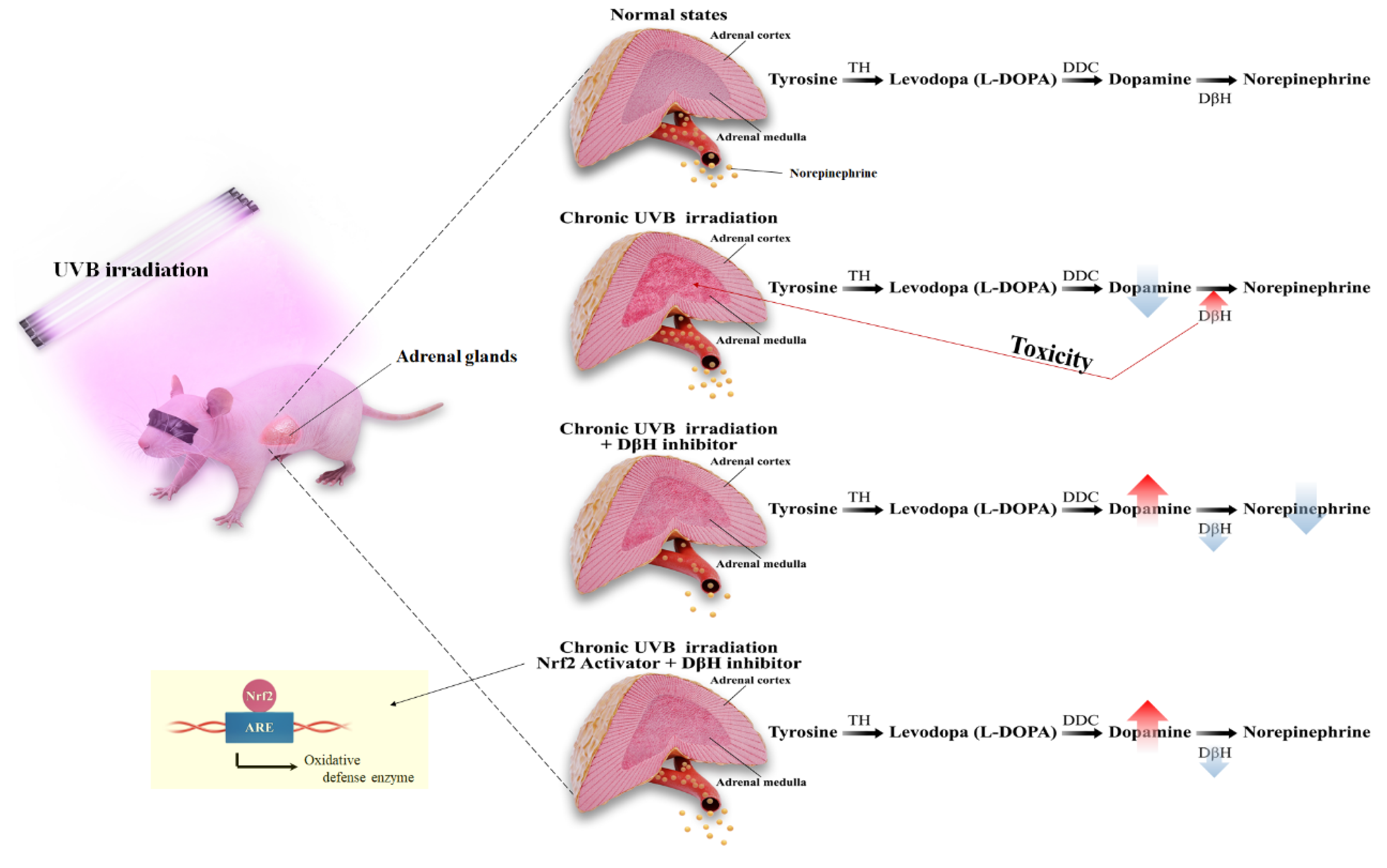 Antioxidants 10 00920 g007 Antioxidants 10 00920 g007