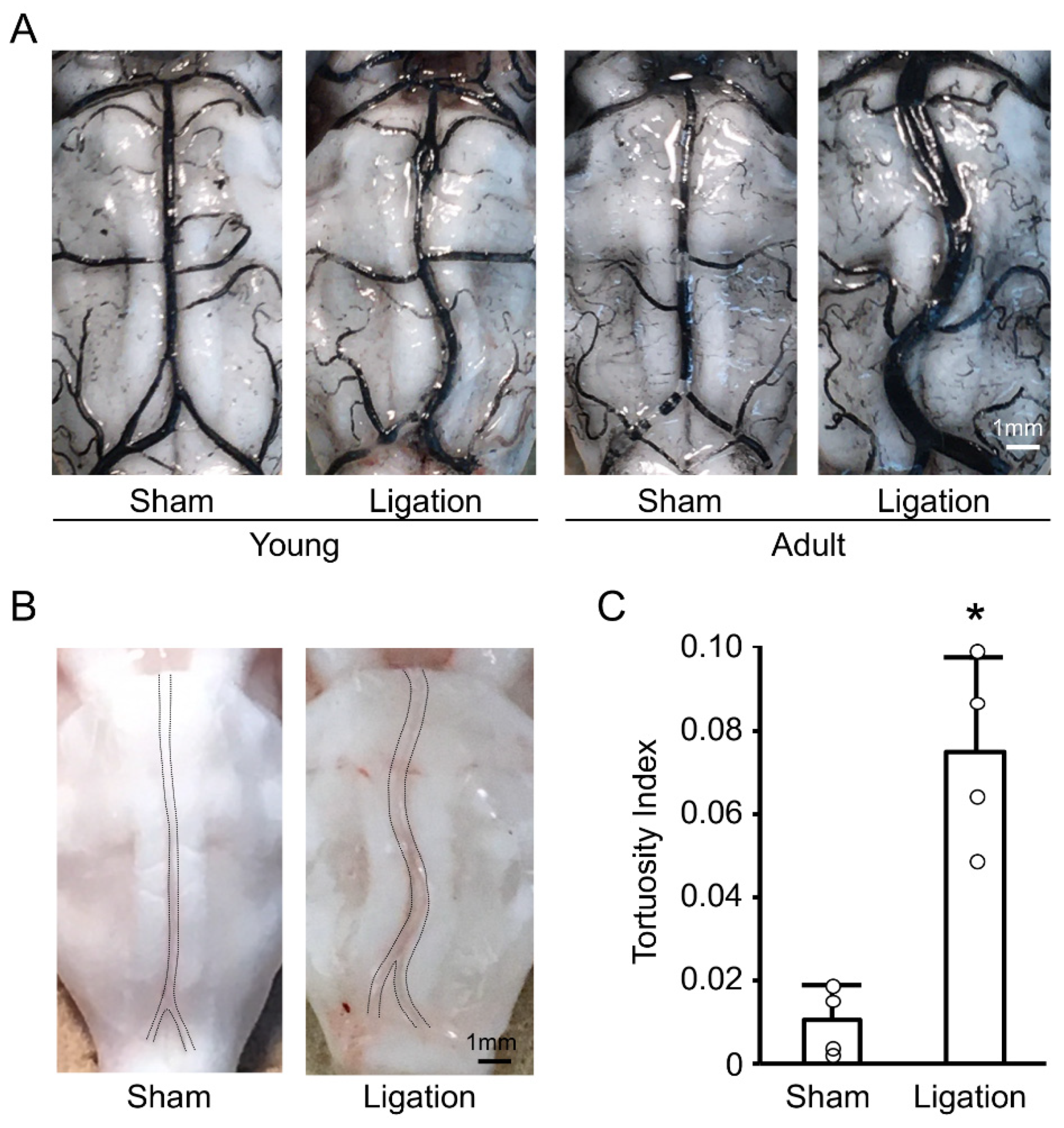 Antioxidants 10 00926 g001 Antioxidants 10 00926 g001