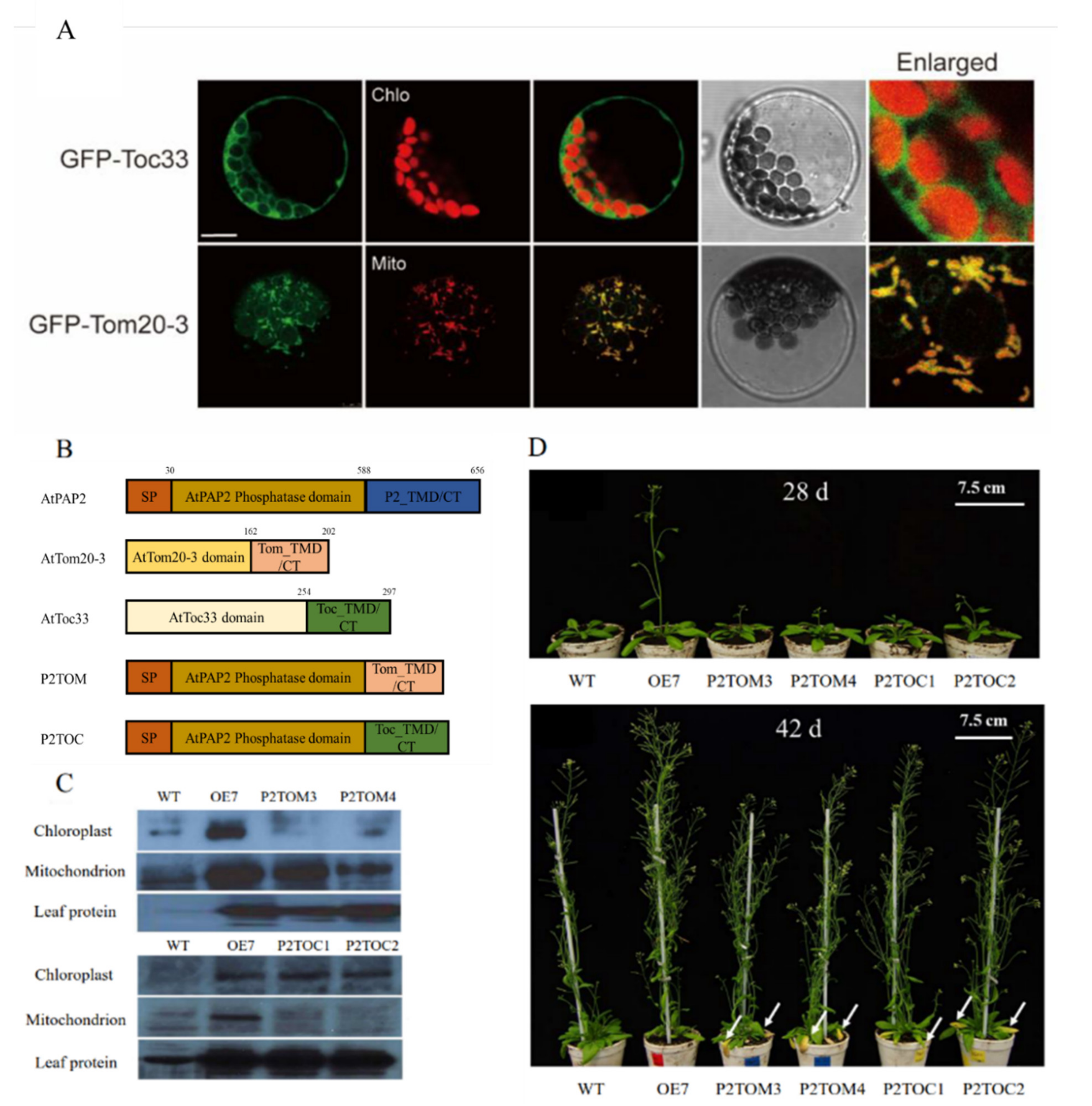 Antioxidants 10 00935 g001