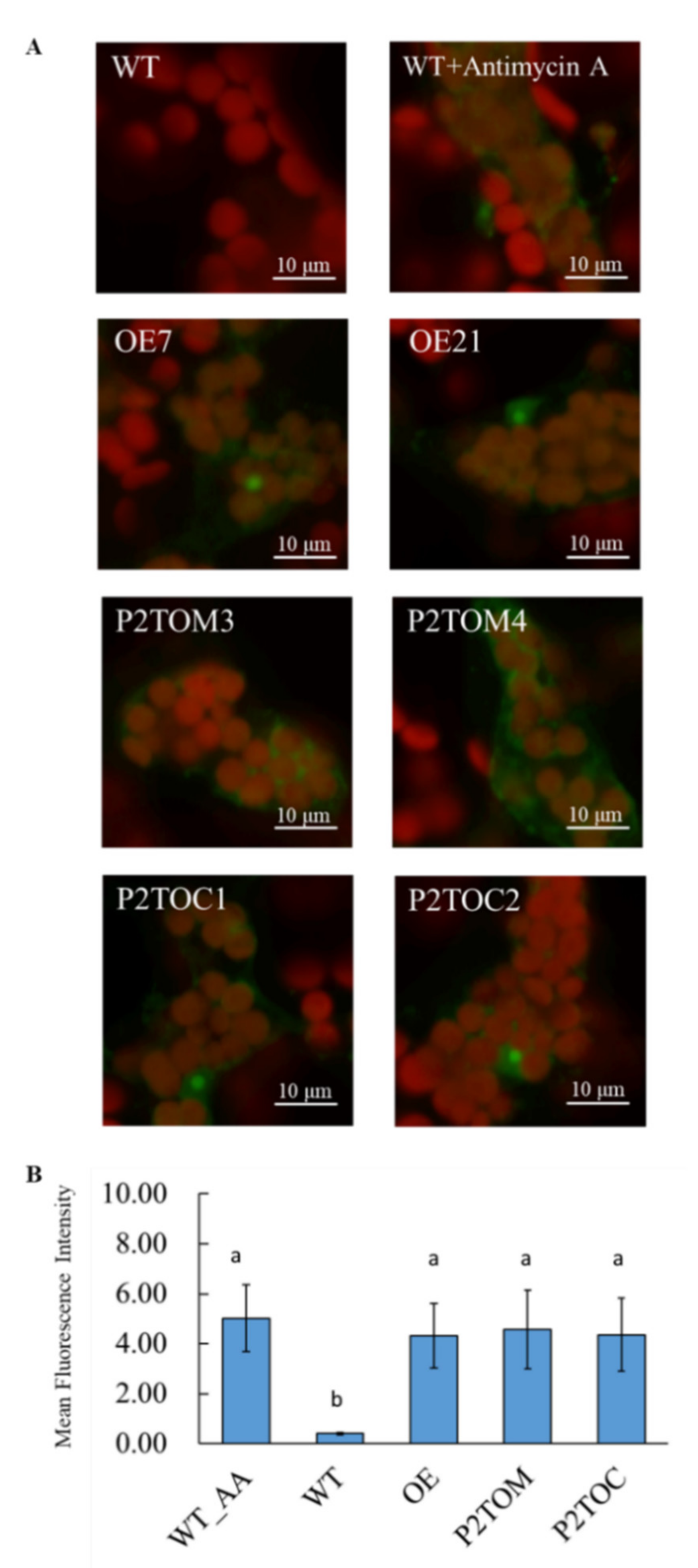 Antioxidants 10 00935 g002