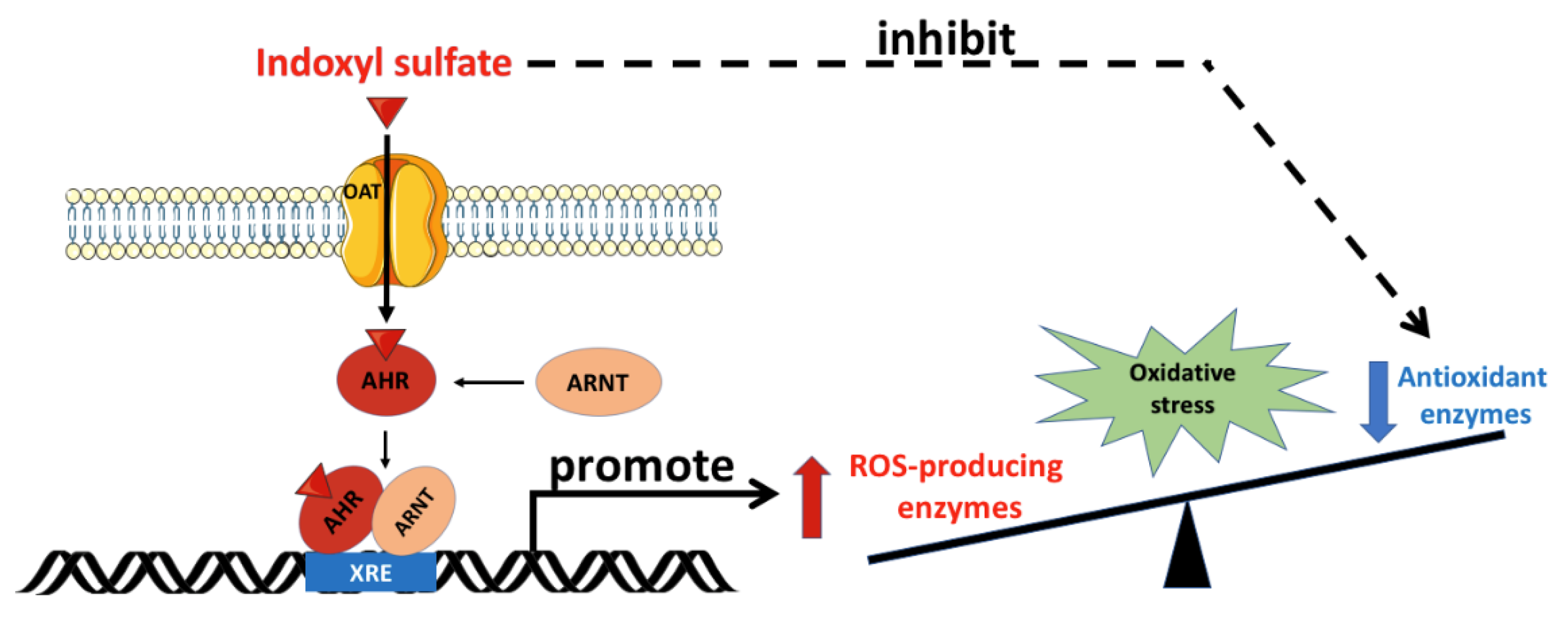 Antioxidants 10 00936 g002