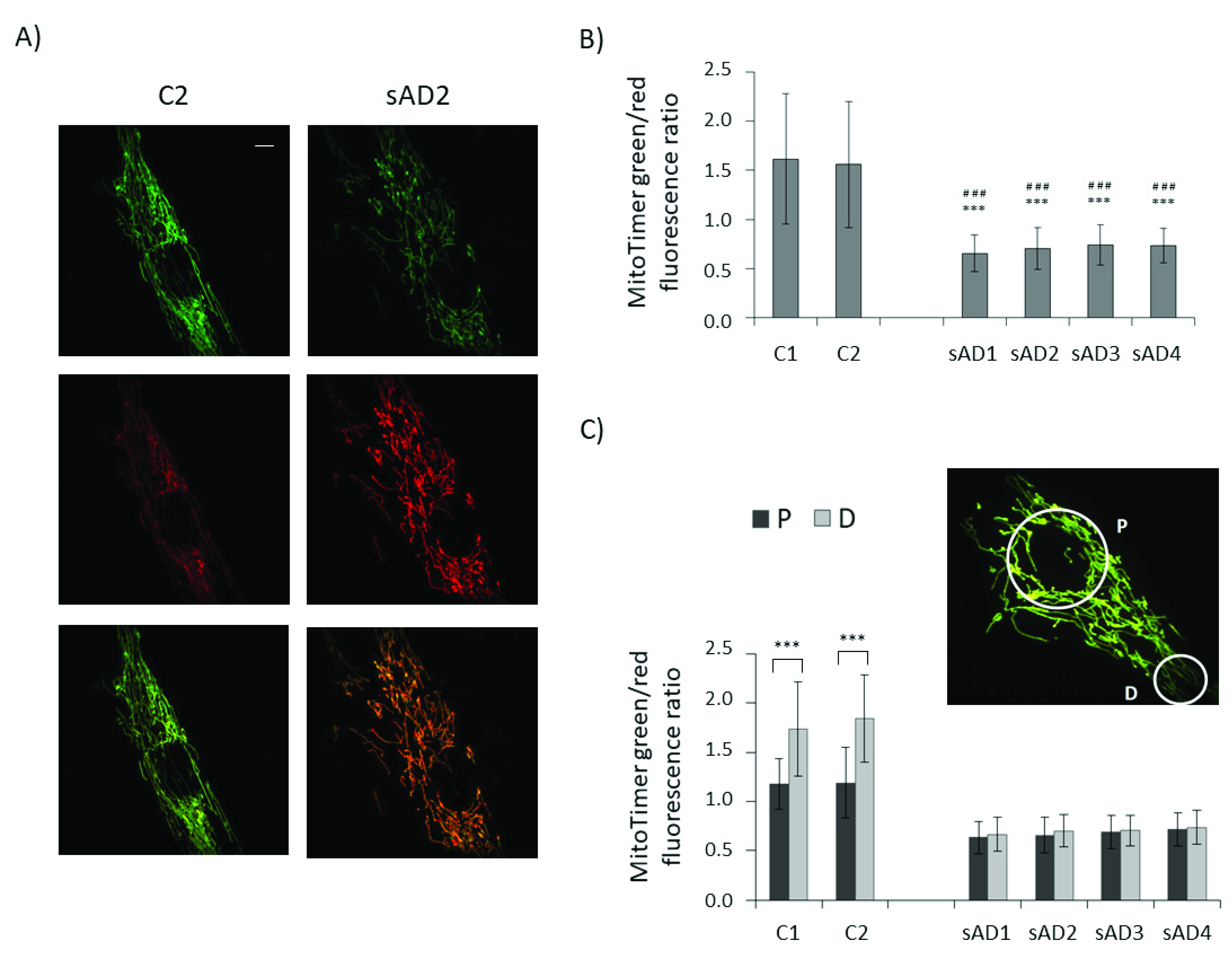Antioxidants 10 00938 g004