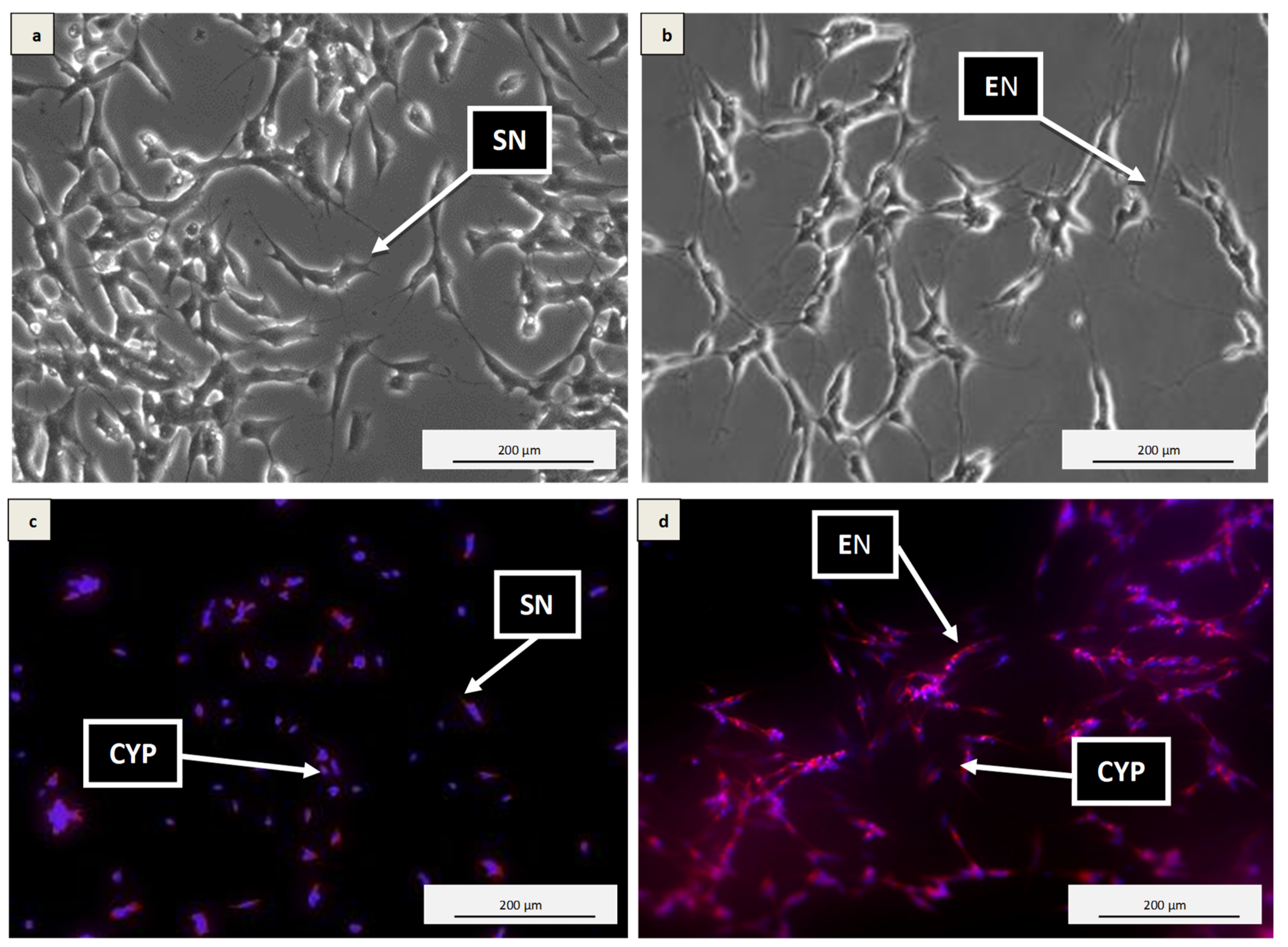 Antioxidants 10 00940 g001