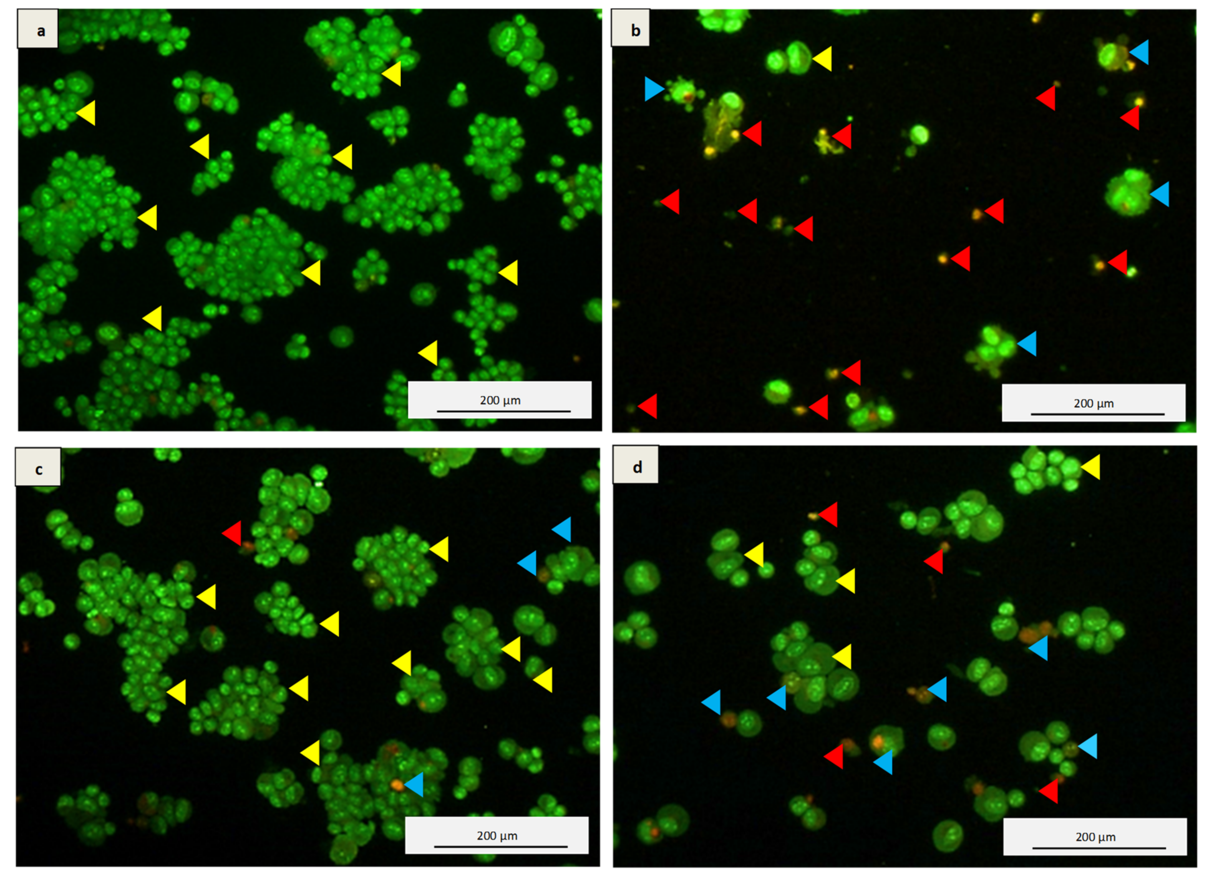 Antioxidants 10 00940 g004