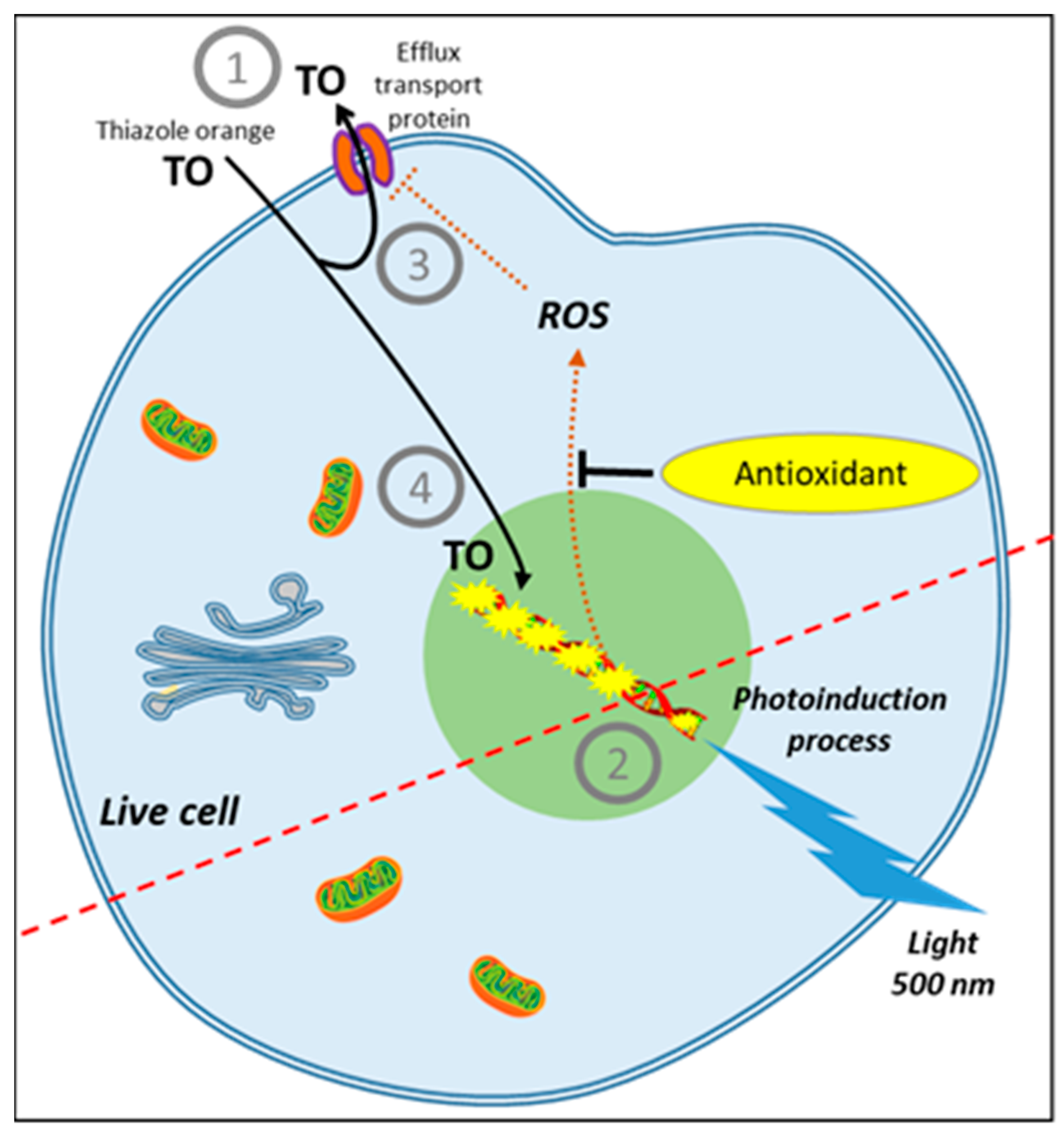 Antioxidants 10 00944 g003