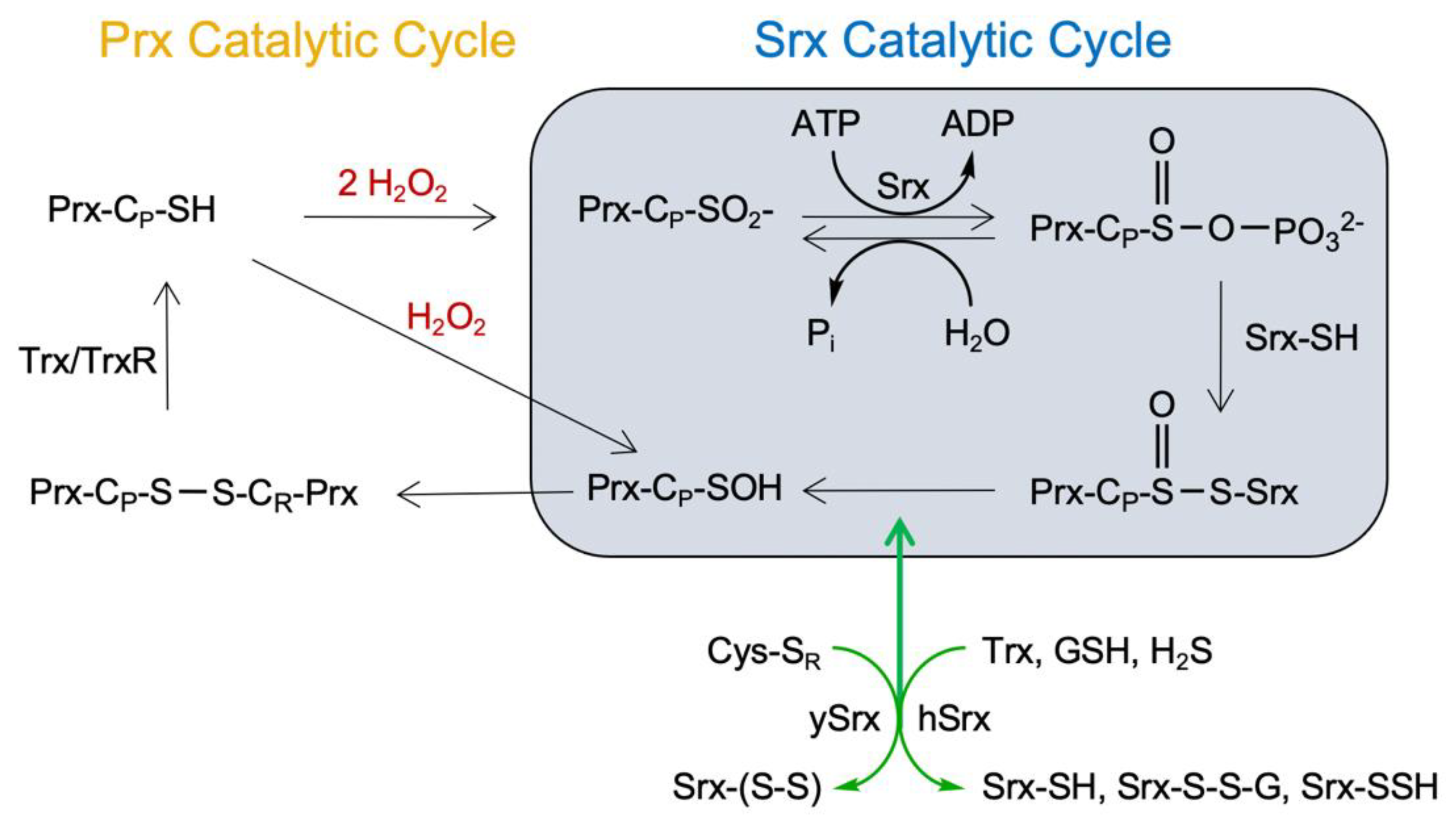 Antioxidants 10 00946 g001 Antioxidants 10 00946 g001