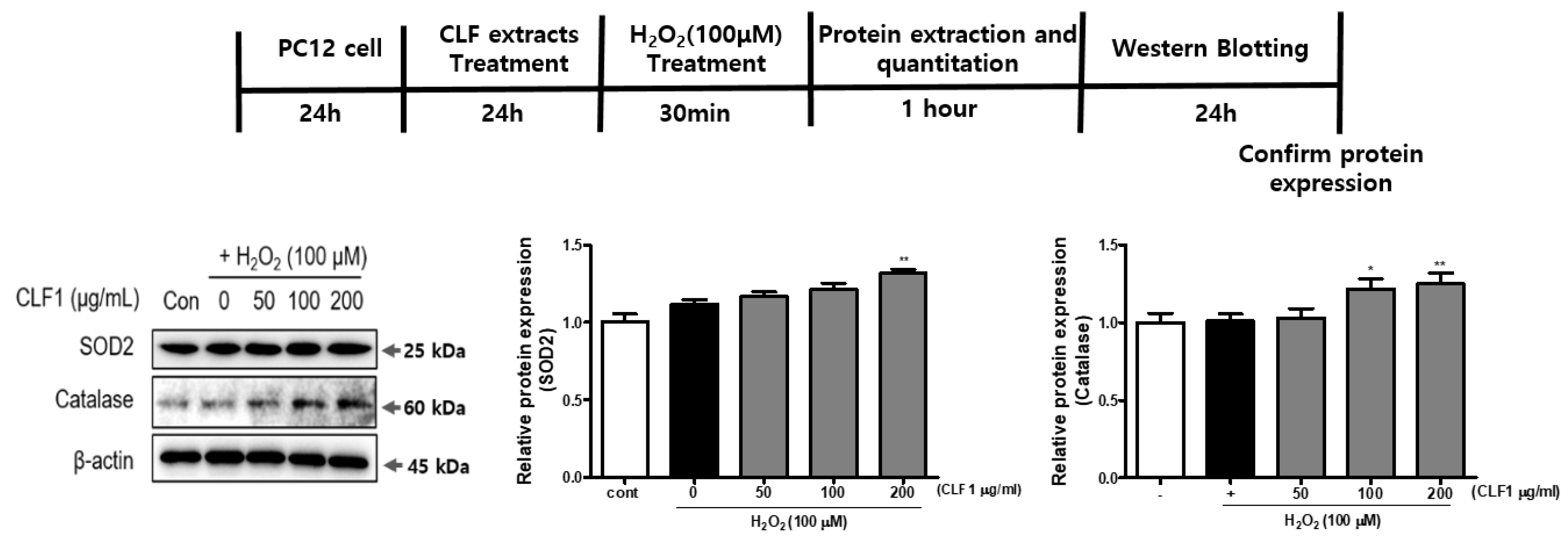 Antioxidants 10 00951 g005 Antioxidants 10 00951 g005