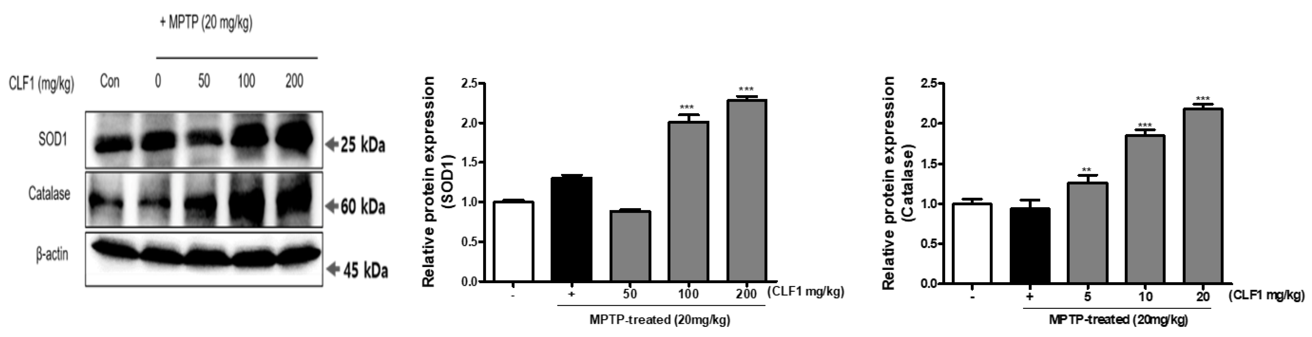 Antioxidants 10 00951 g007 Antioxidants 10 00951 g007