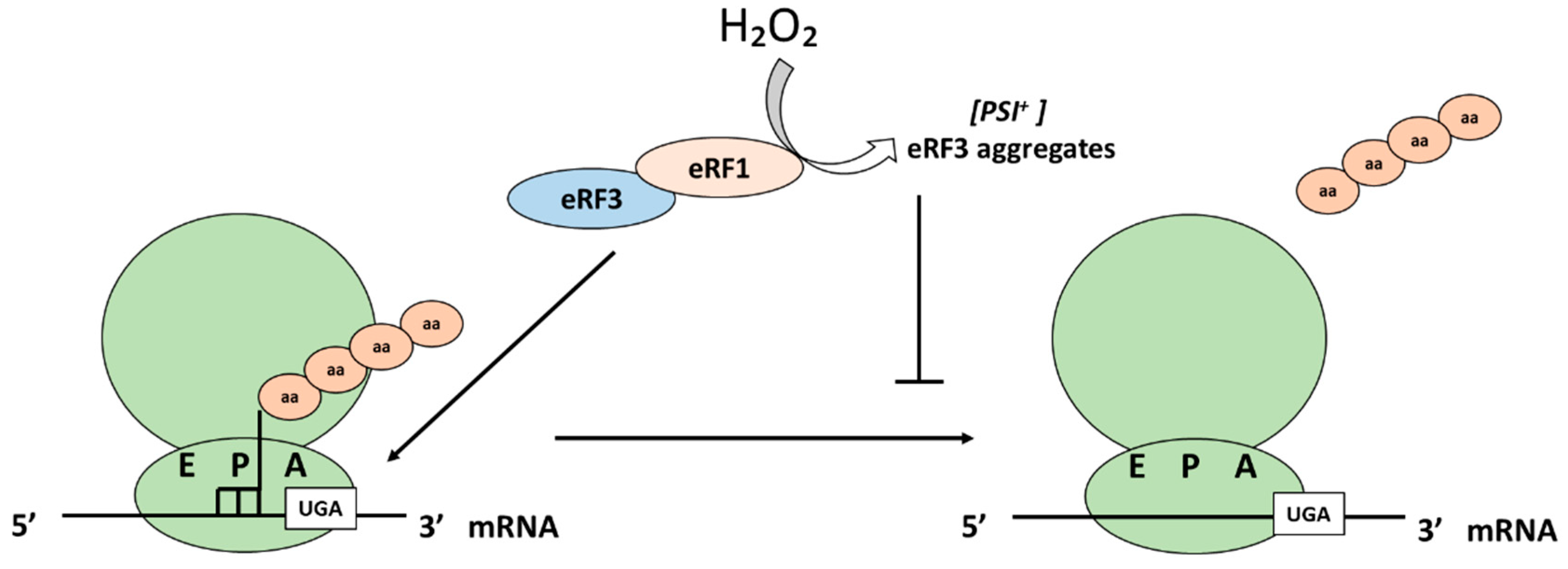 Antioxidants 10 00952 g005