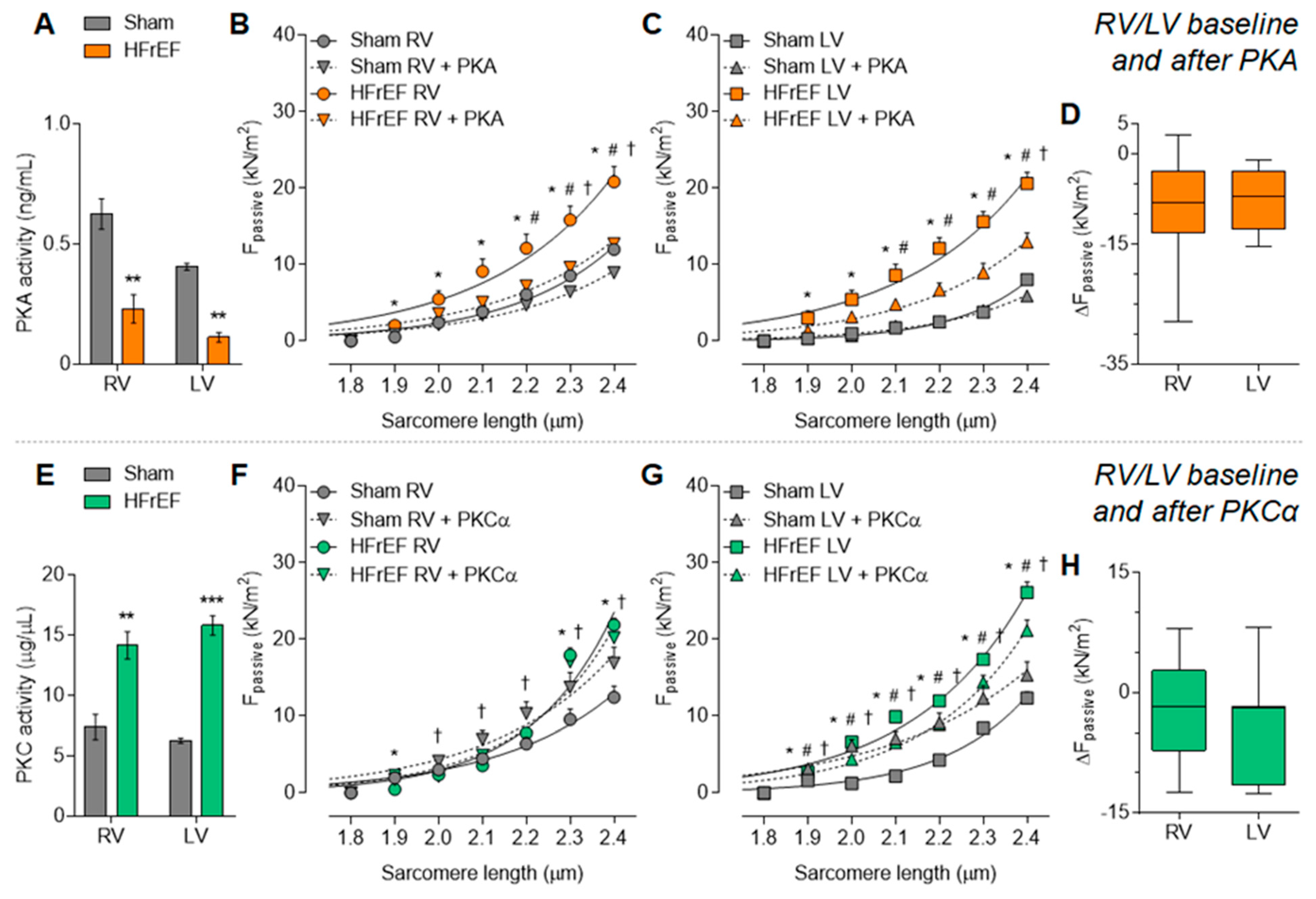 Antioxidants 10 00964 g003
