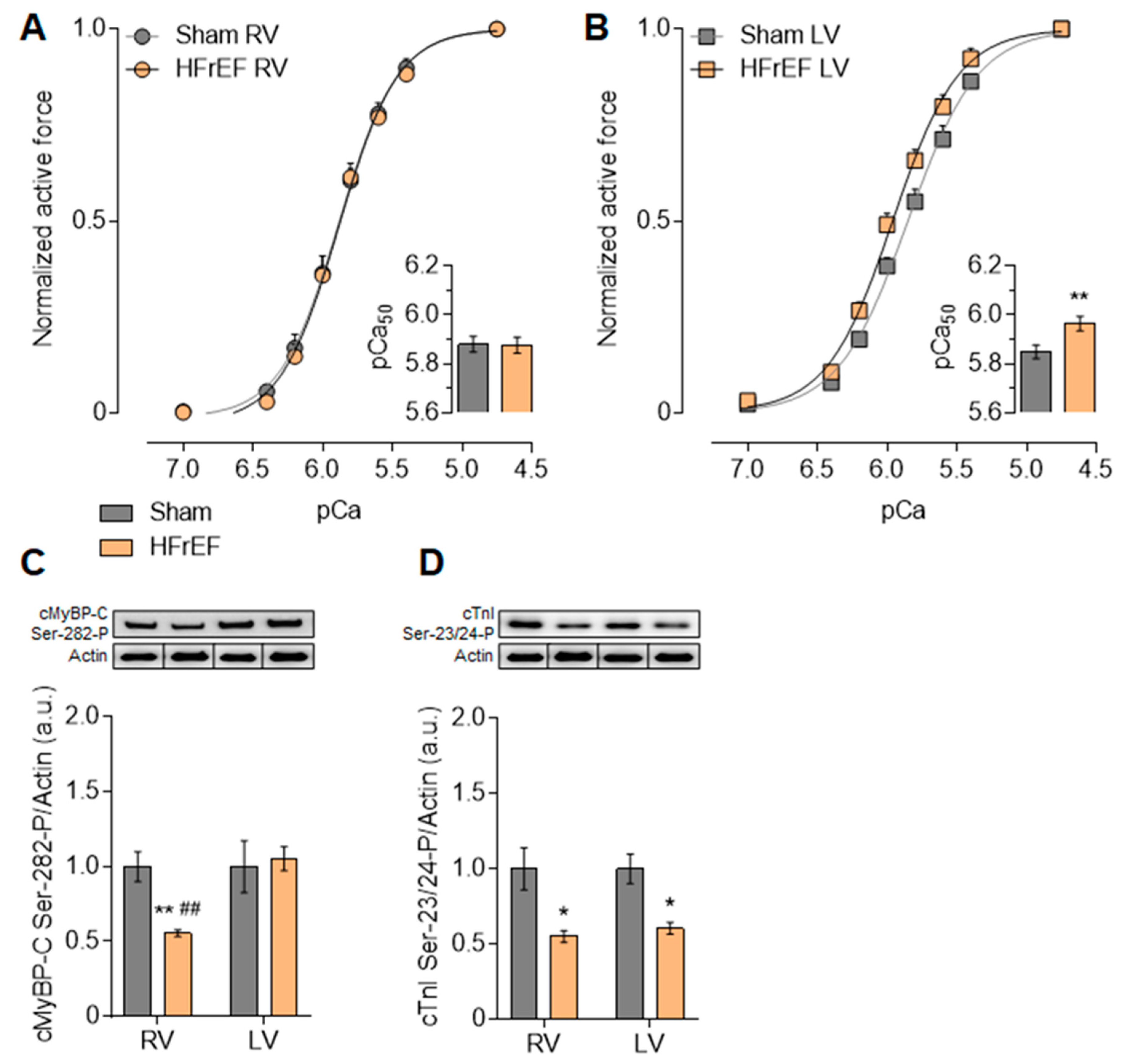 Antioxidants 10 00964 g005